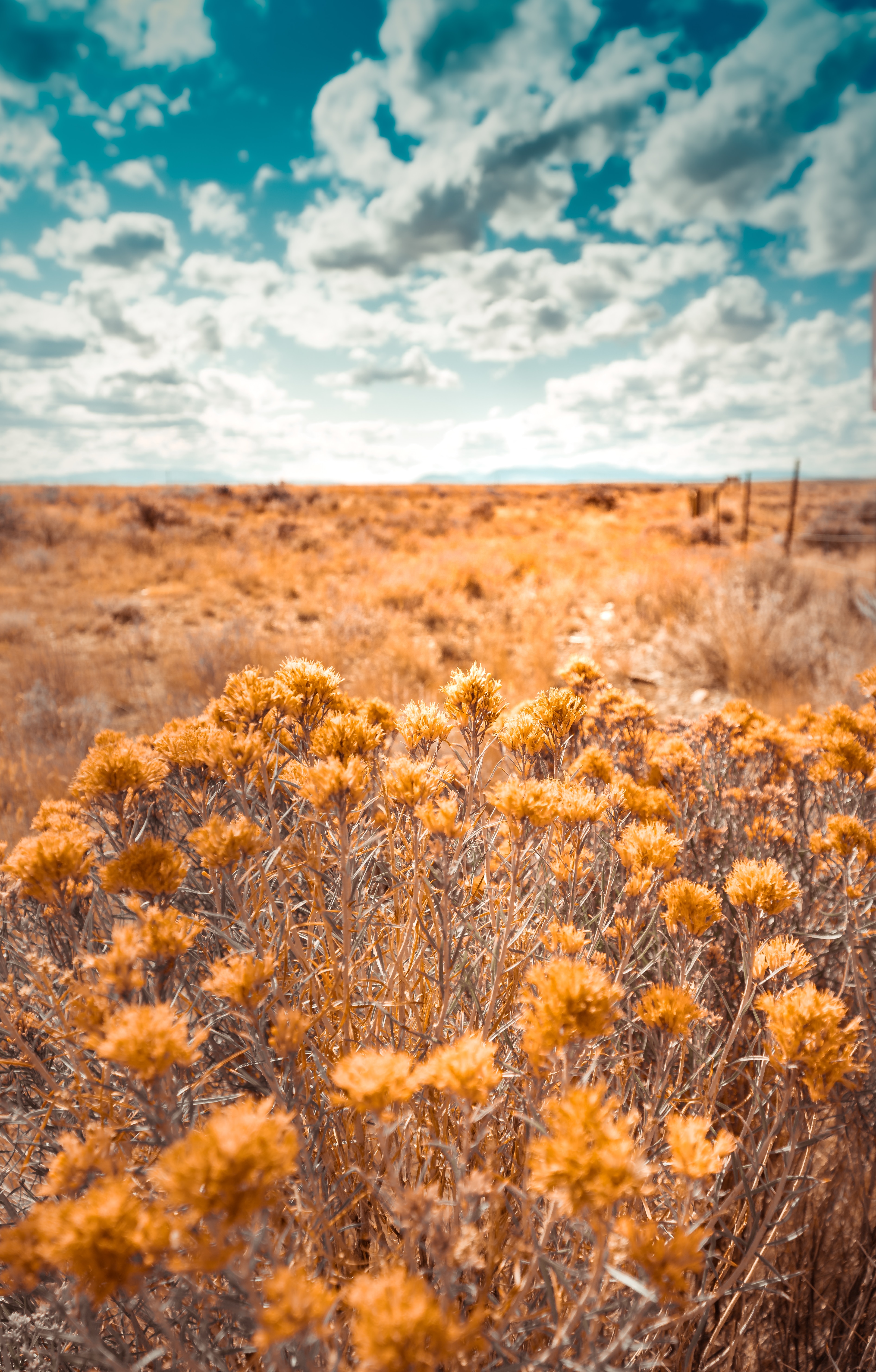 Download mobile wallpaper Field, Wild, Grass, Dry, Nature, Plants for free.