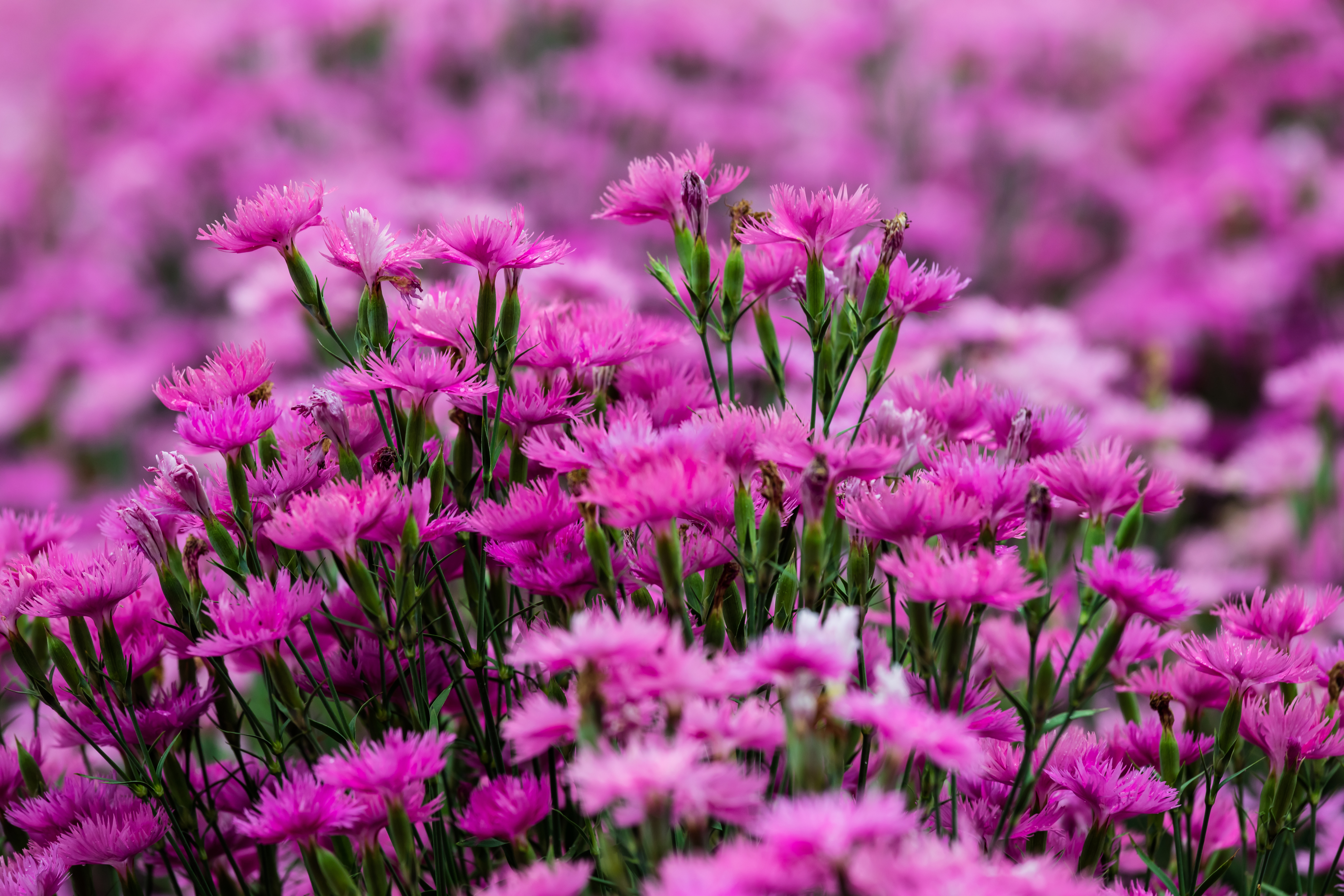 android blur, earth, carnation, flower, nature, pink flower, flowers