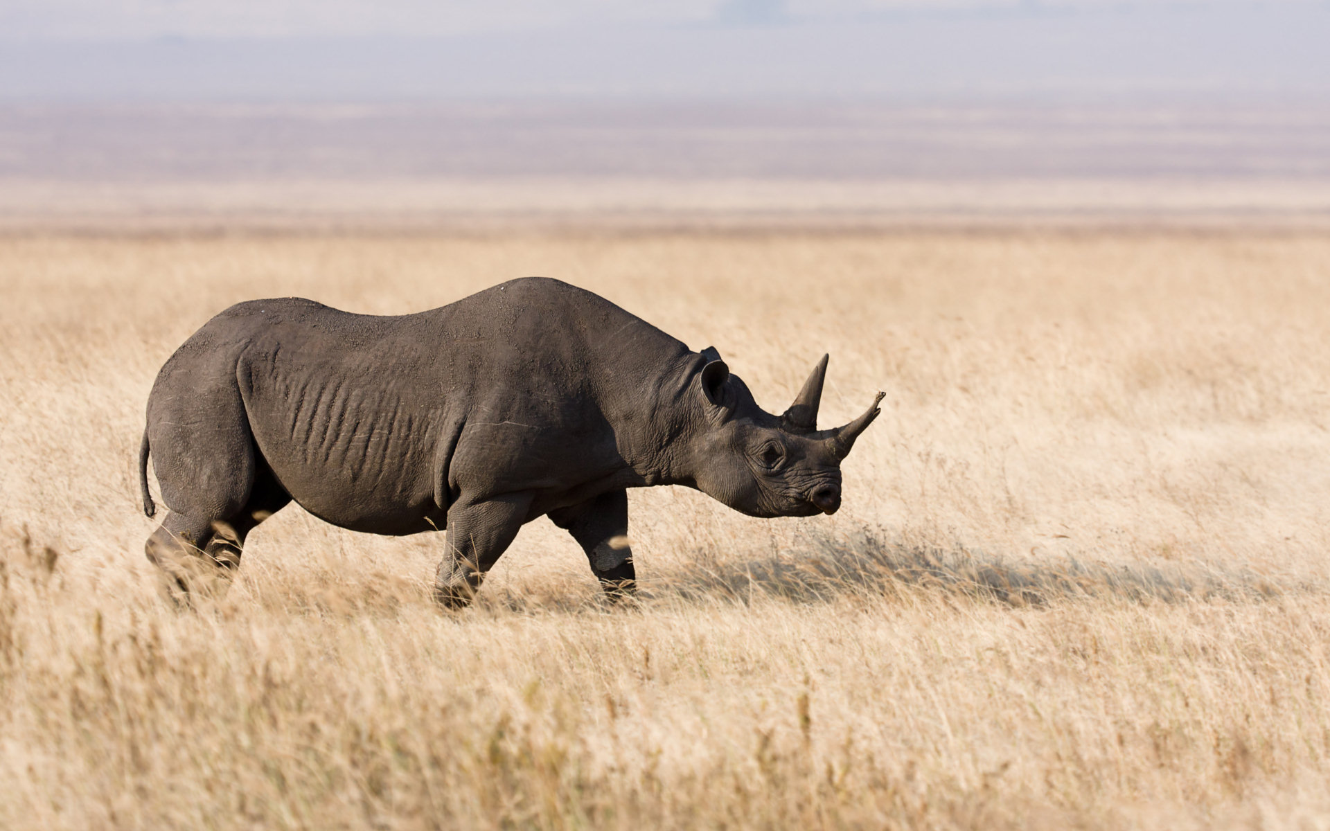 Черный носорог Серенгети