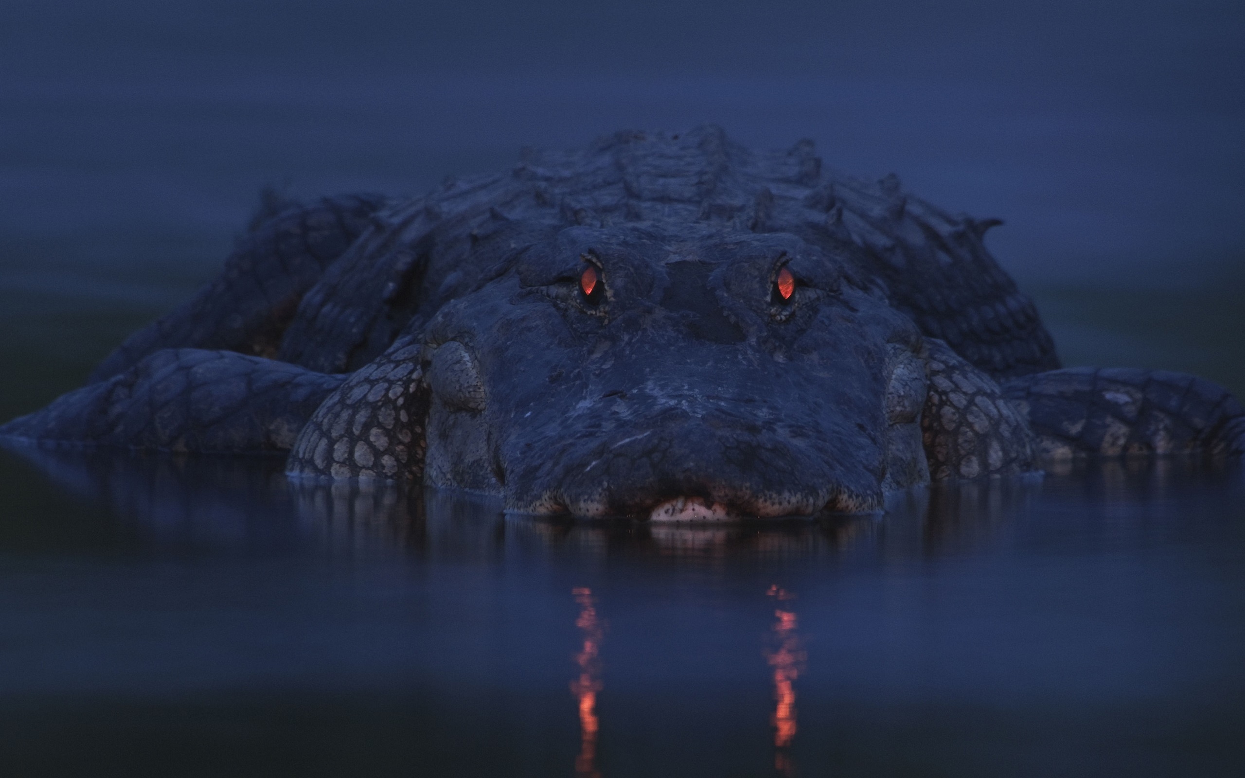 Crocodiles iPhone Background