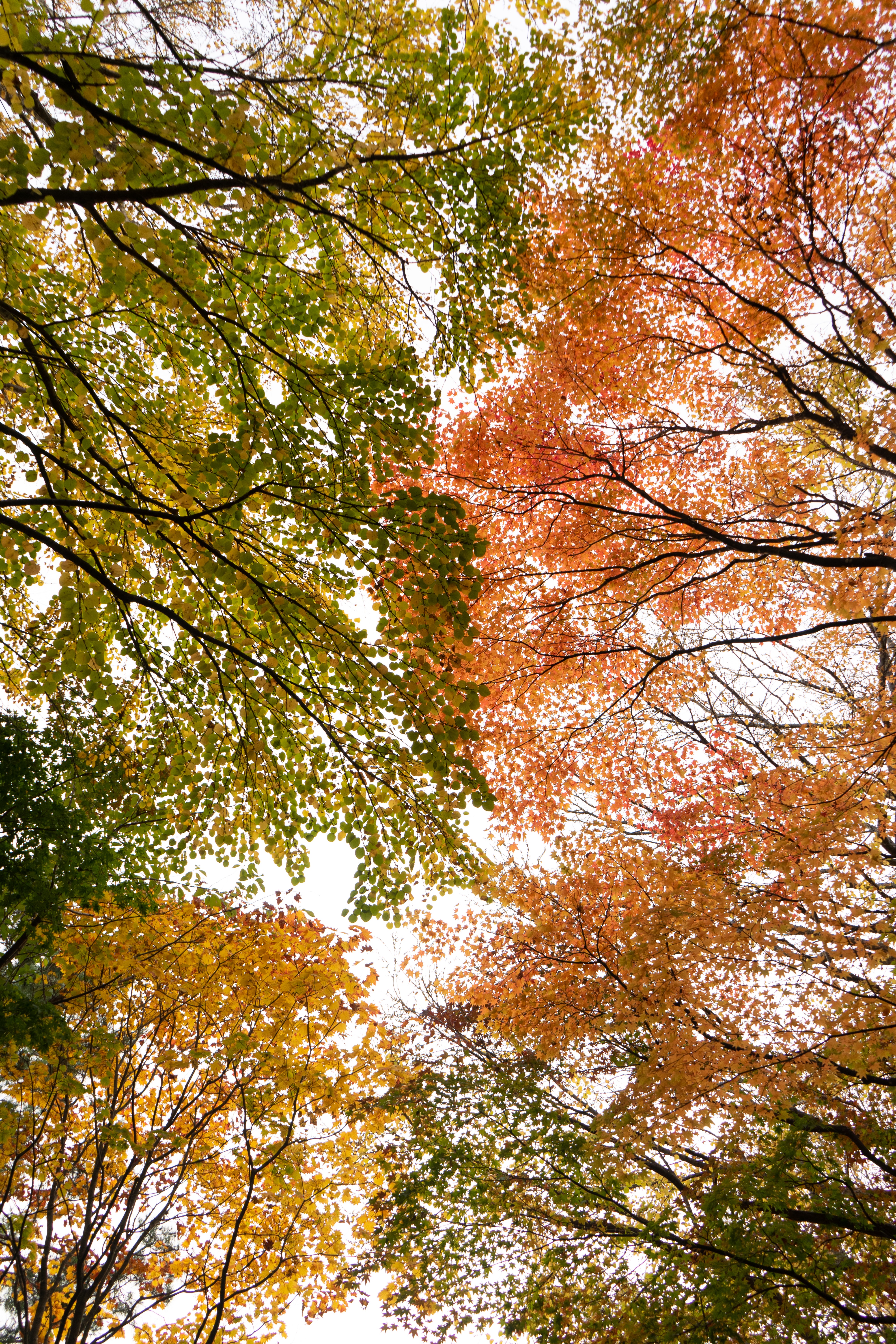 Handy-Wallpaper Natur, Bäume, Geäst, Zweige, Untersicht, Untere Ansicht, Herbst kostenlos herunterladen.