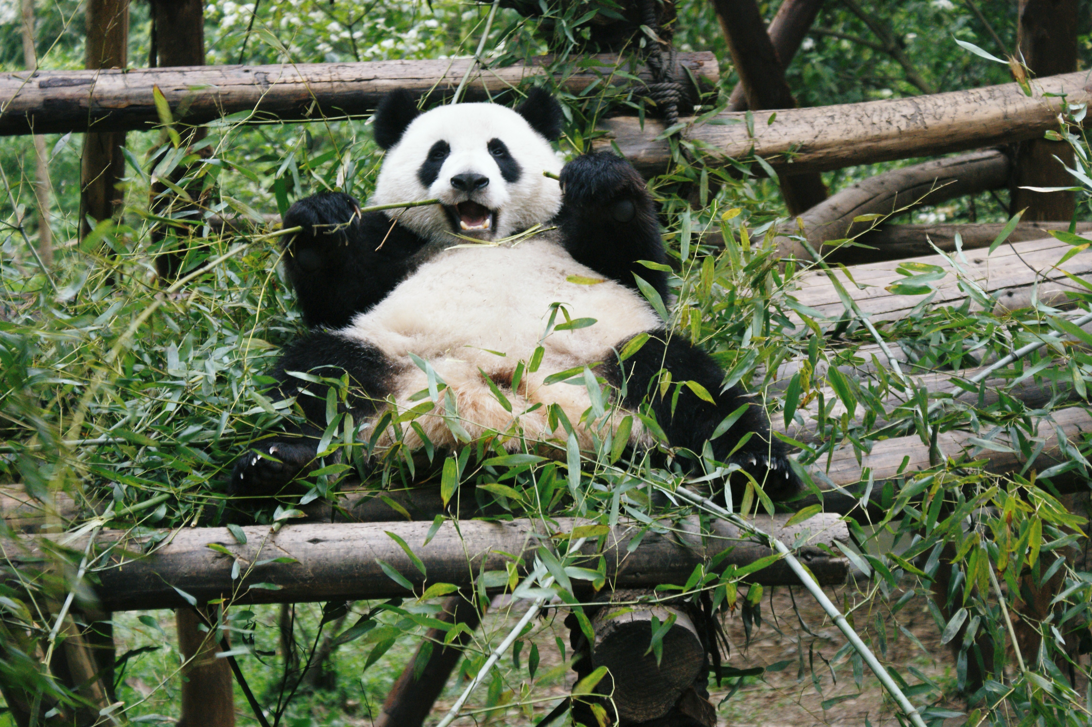 Download mobile wallpaper Bamboo, Animals, Branches, Leaves, Animal, Bear, Panda for free.