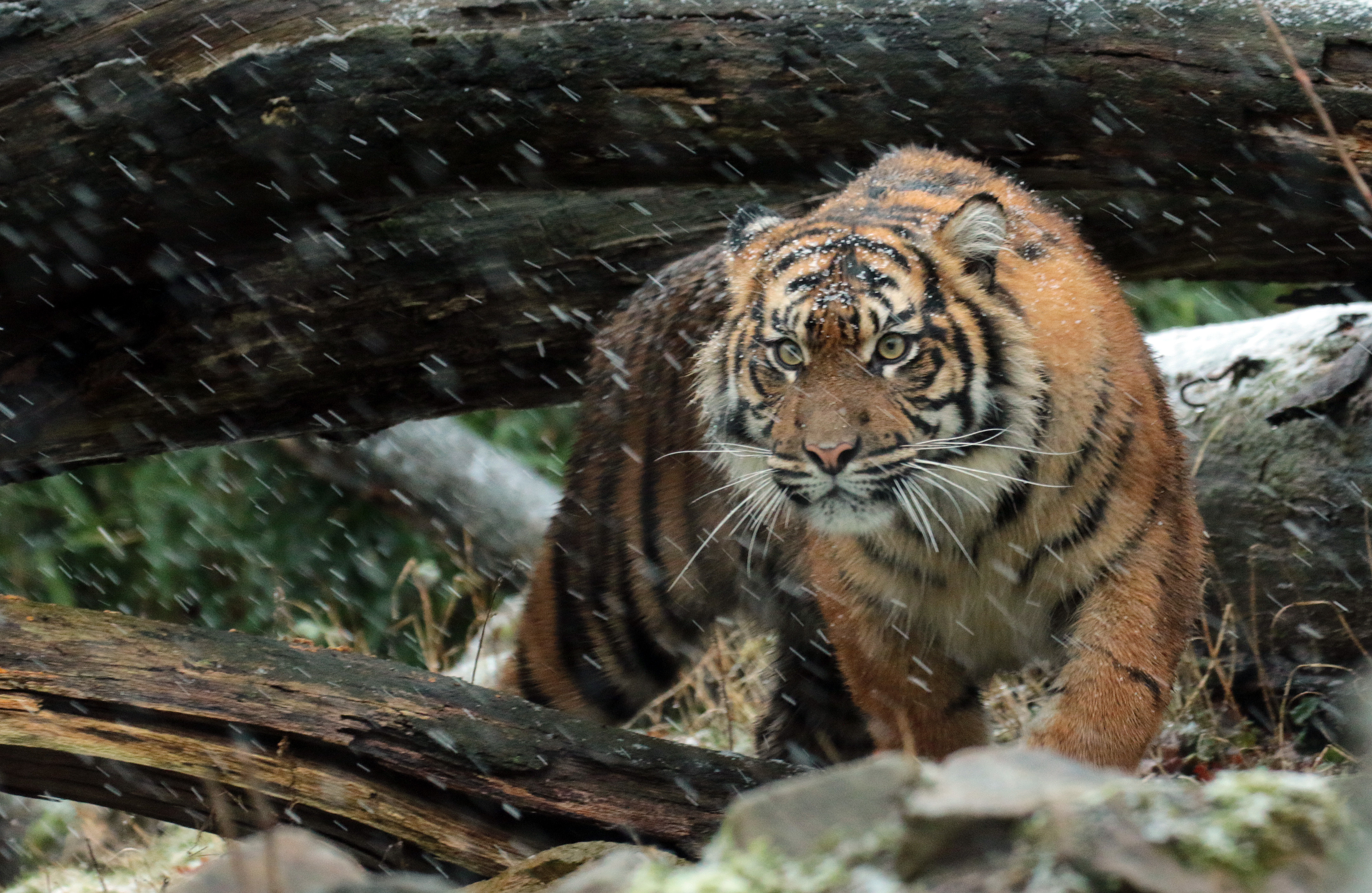 Толстый хищник. Суматранский тигр. Суматранский тигр против ягуара. Уссурийский тигр. Суматранский тигр охота.