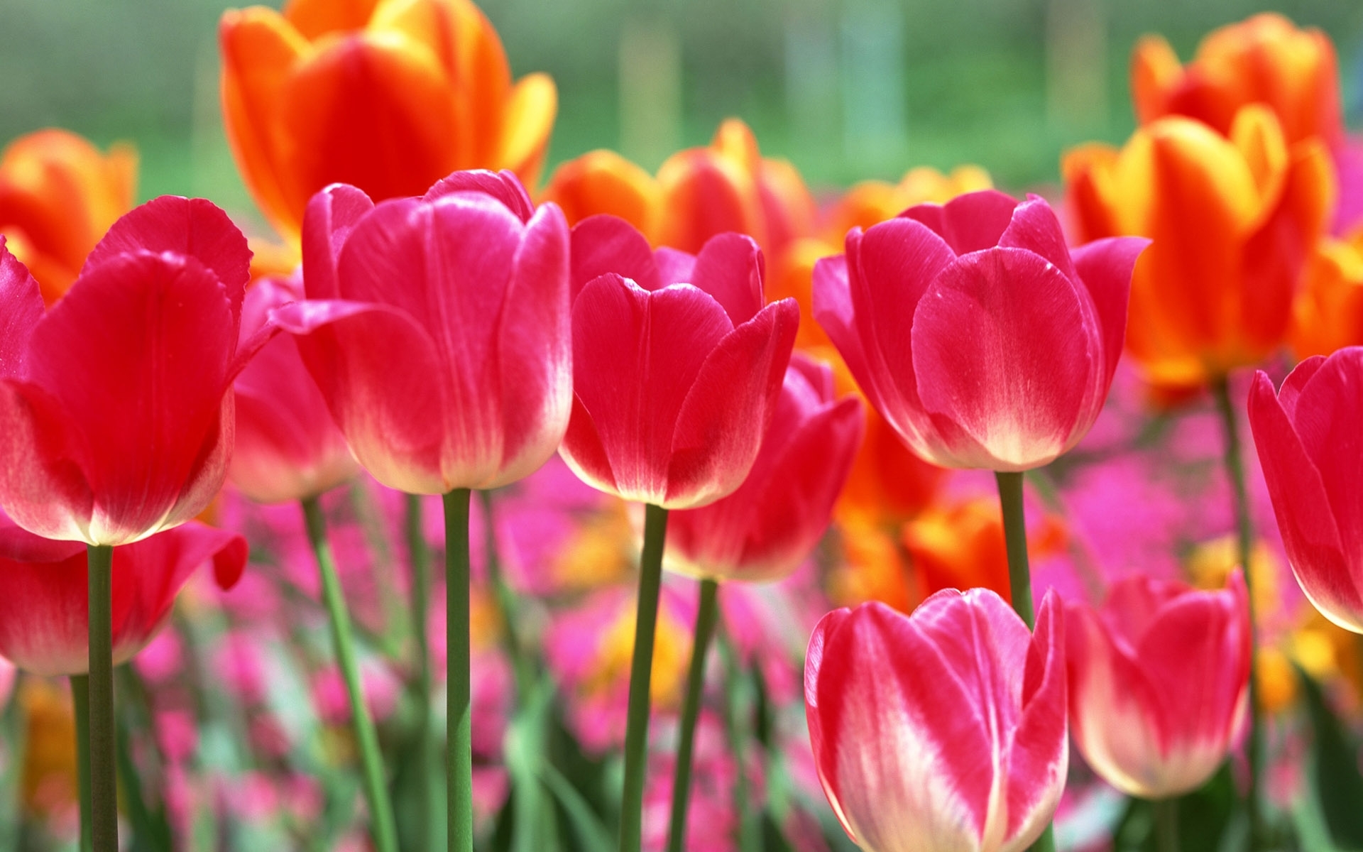 Завантажити шпалери безкоштовно Квіти, Тюльпани, Рослини картинка на робочий стіл ПК