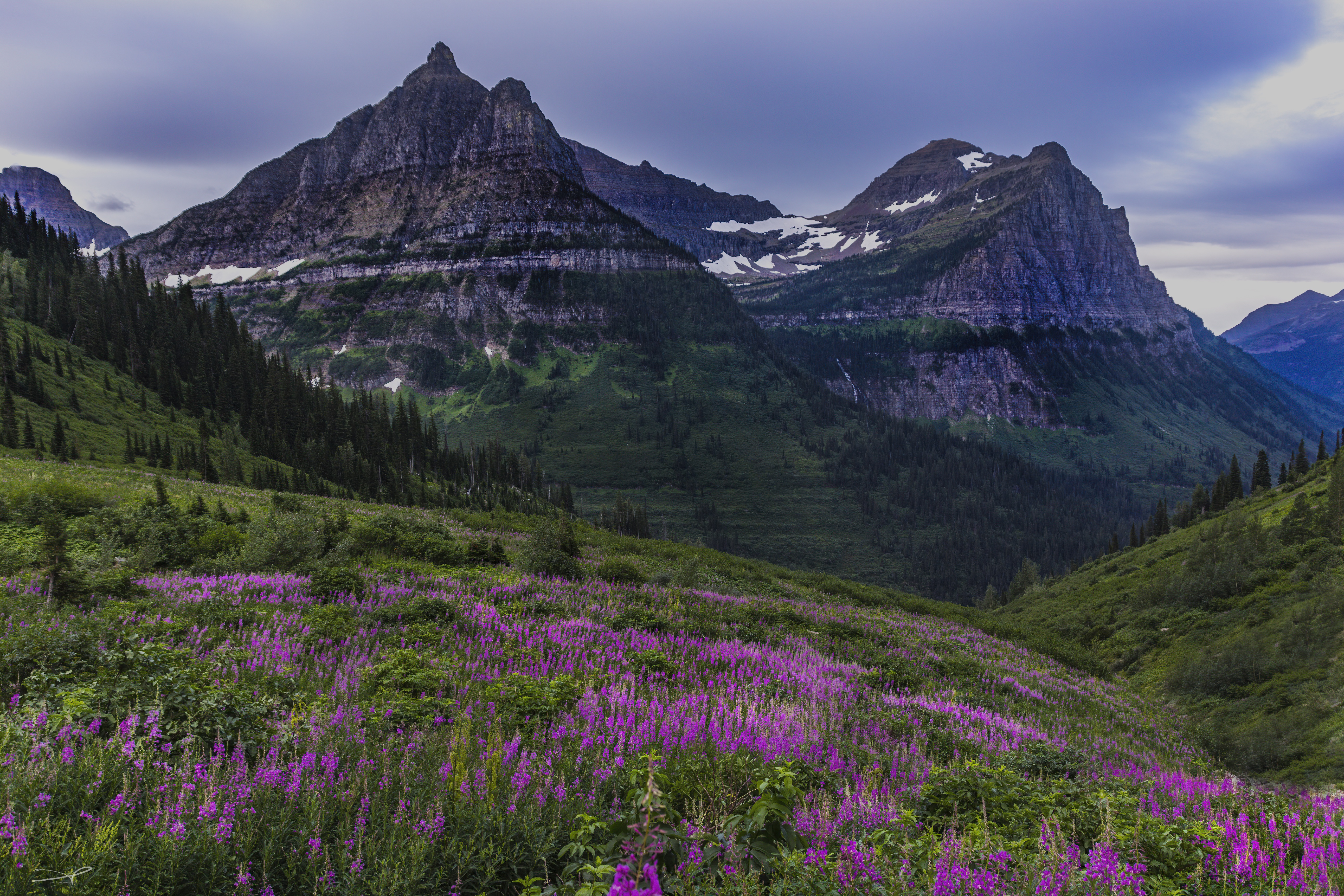 spruce, earth, mountain, alps, fireweed, flower, meadow, mountains Full HD