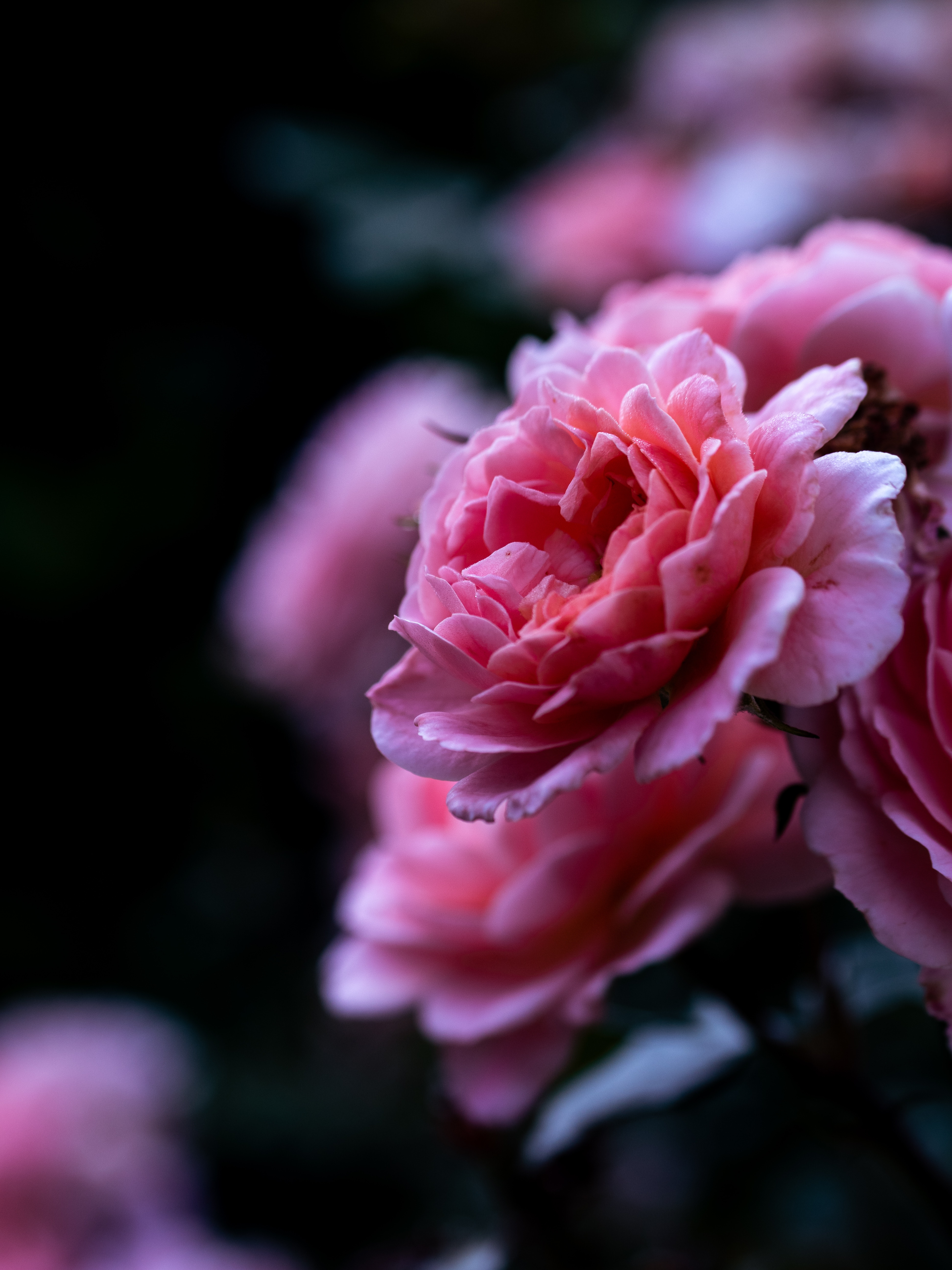 petals, flower, macro, pink, rose flower, rose, close up 5K