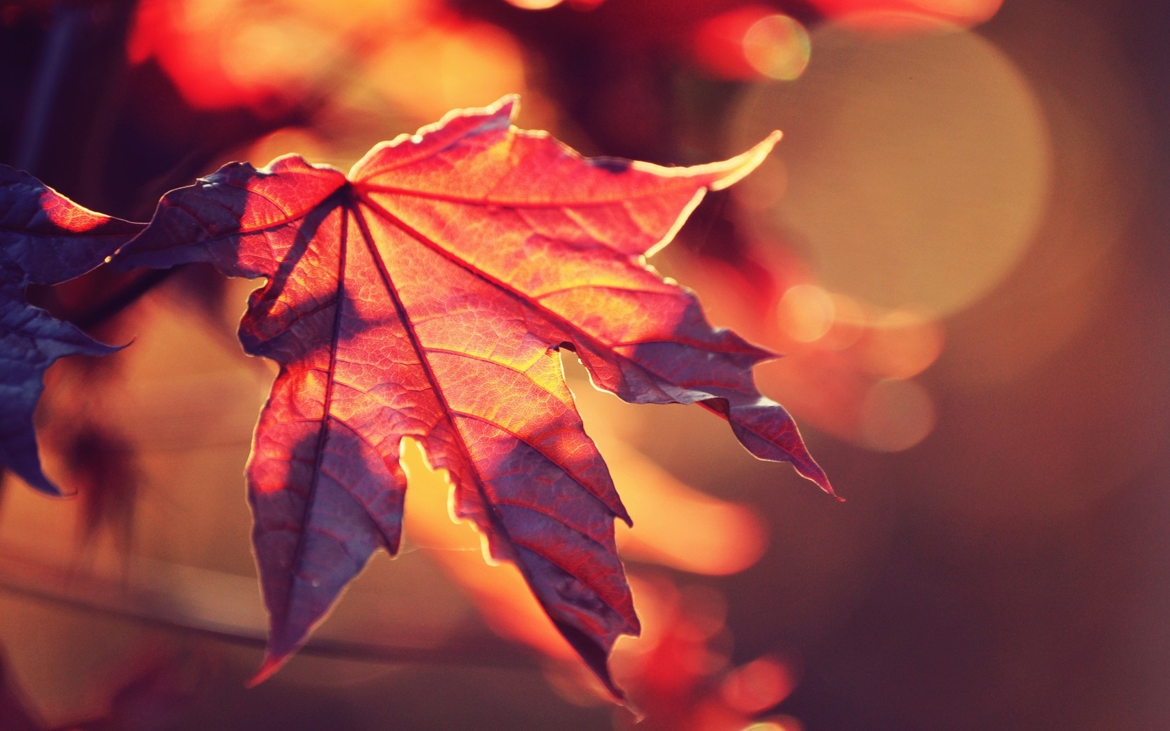 Кленовые листья осенью солнце