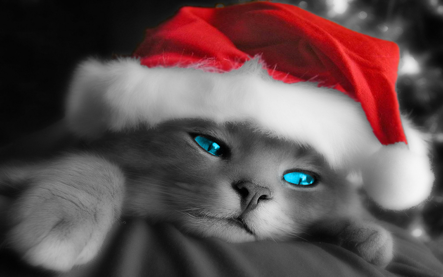 1435385 Hintergrundbild herunterladen weihnachten, weihnachtsmütze, tiere, katze, blaue augen - Bildschirmschoner und Bilder kostenlos