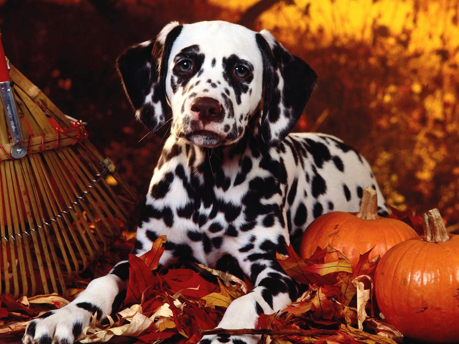 halloween, animals, pumpkin, sit, dog, foliage, dalmatian, dalmatians, breed
