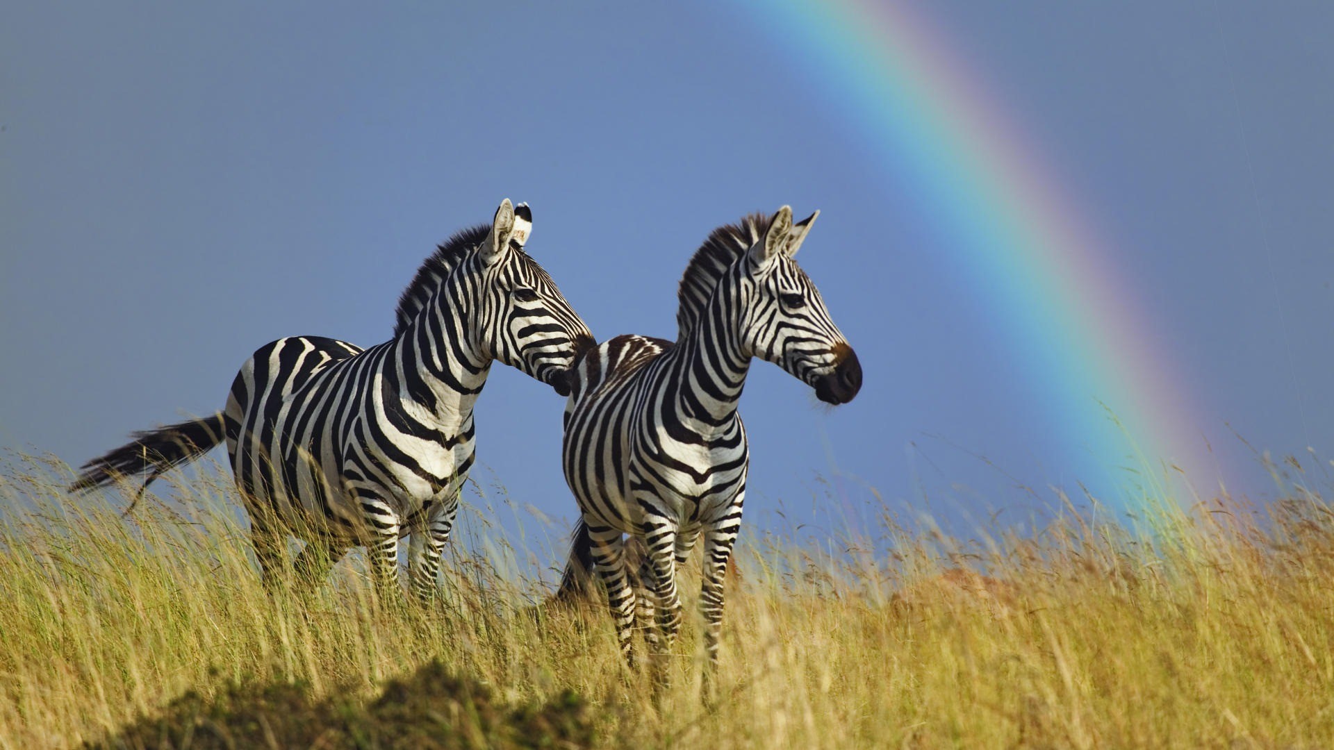 Full HD Wallpaper animal, zebra