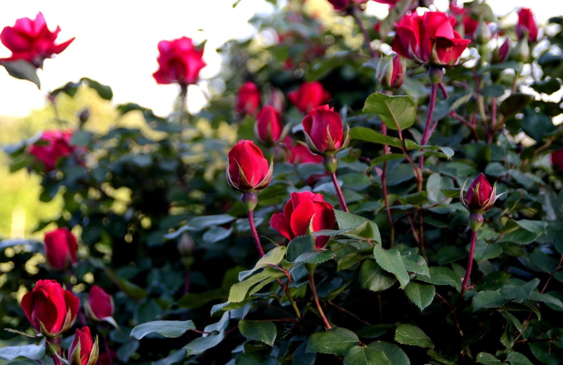 Download mobile wallpaper Roses, Garden, Bush, Greens, Buds, Flowers for free.