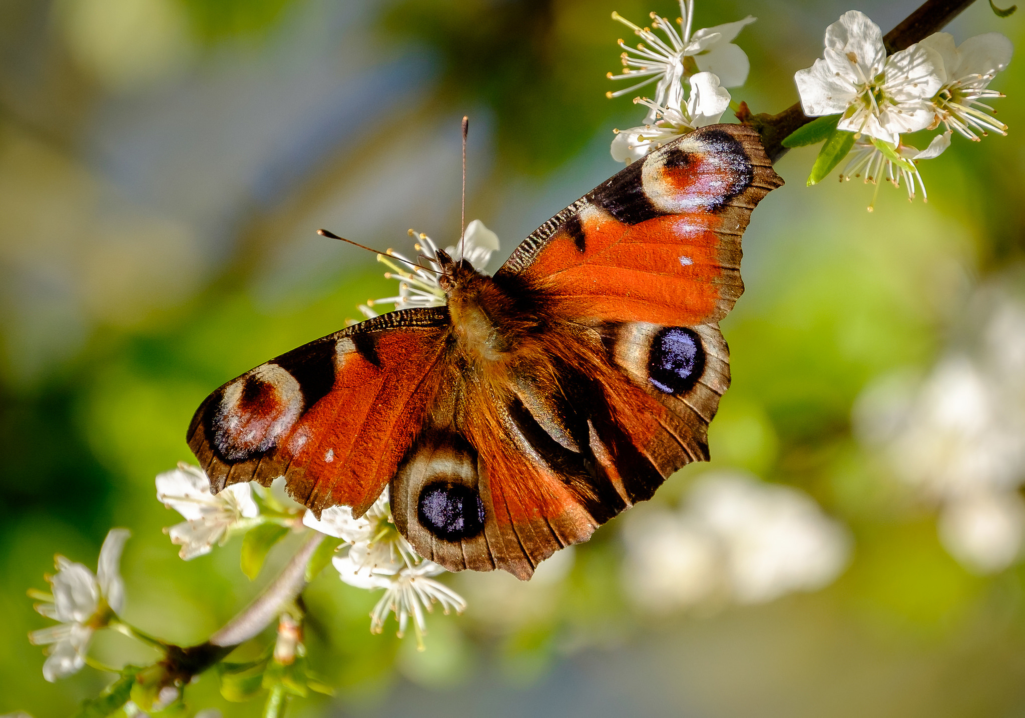 Бабочки весной картинки. Насекомые весной. Насекомые бабочки. Весенние бабочки. Майские бабочки.