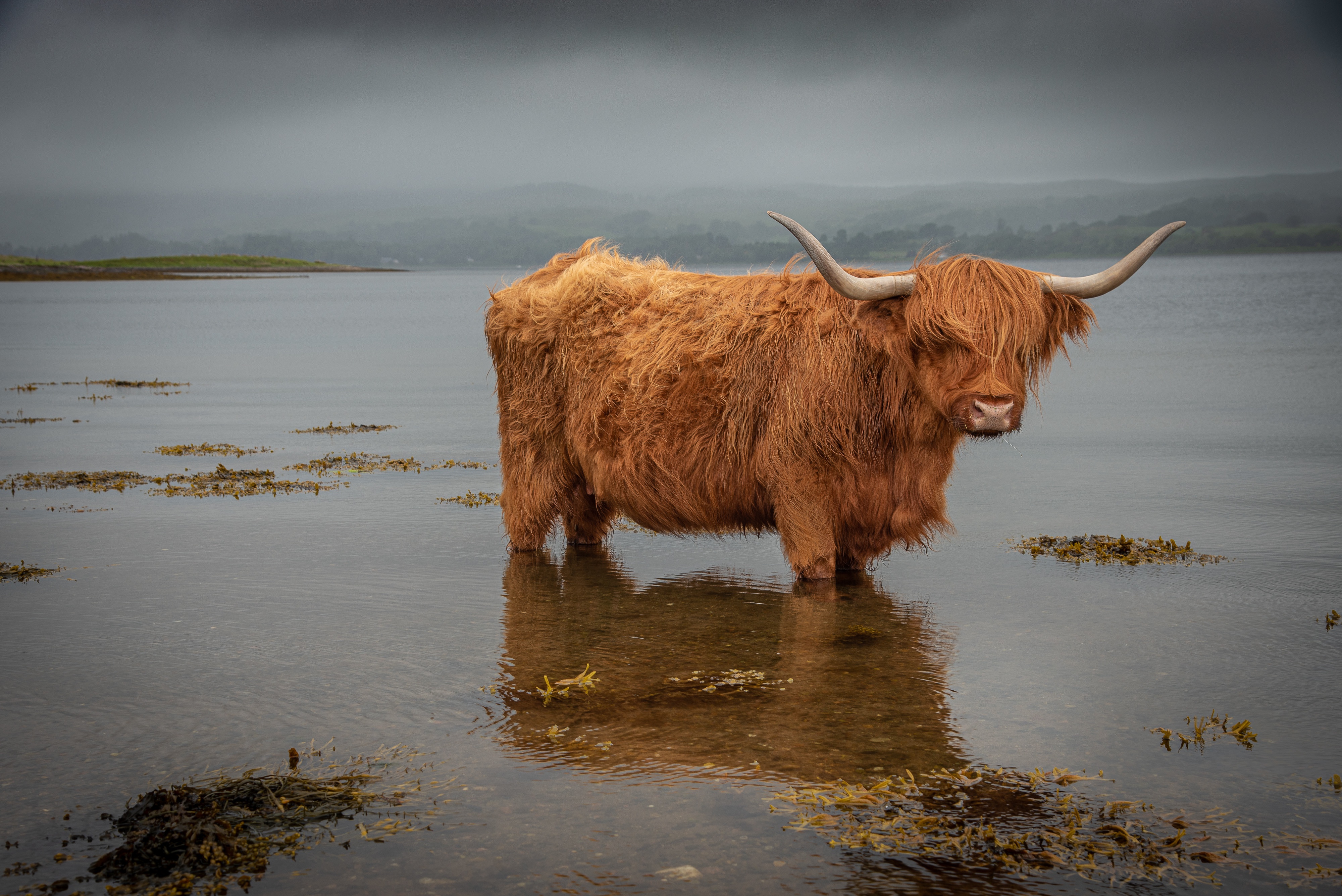 animal, highland cattle, cattle, cow, nature, water