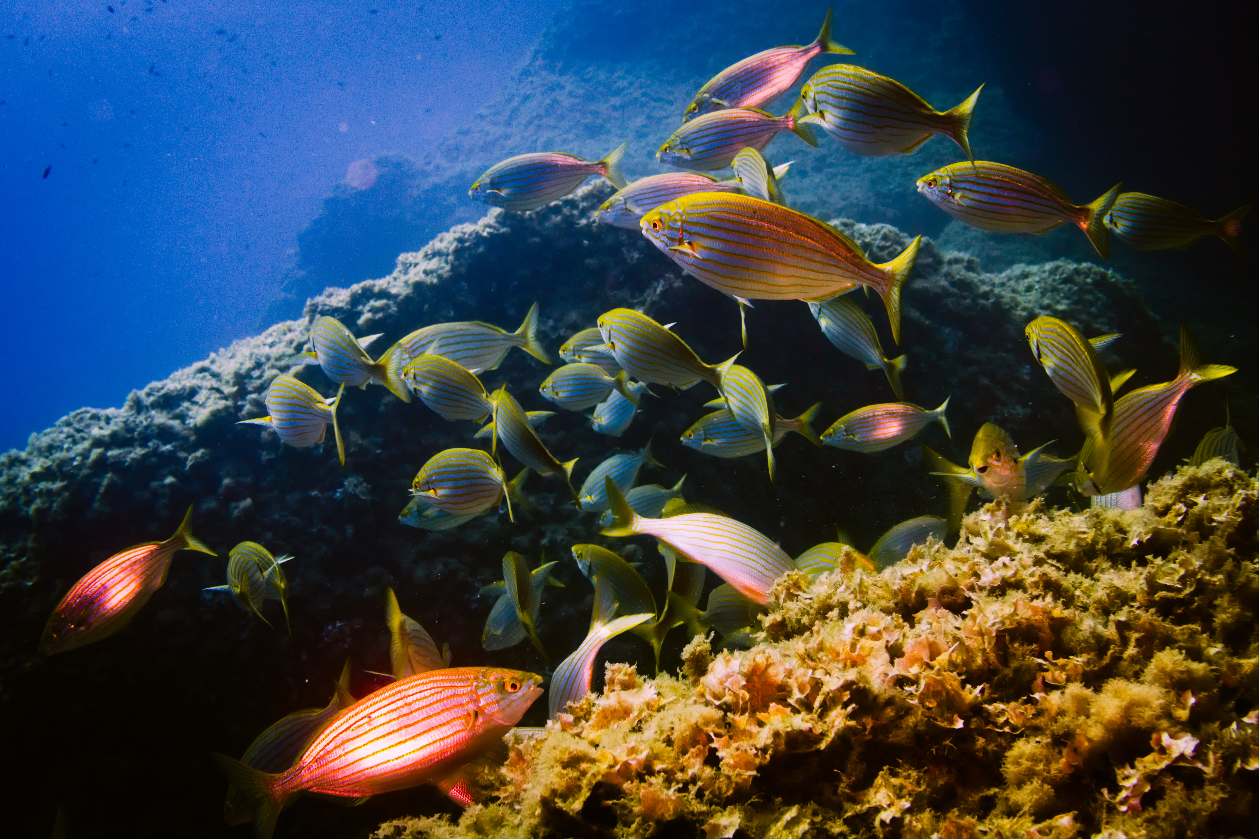 75072 télécharger l'image aquarium, animaux, eau, poissons, algue, sarpa - fonds d'écran et économiseurs d'écran gratuits