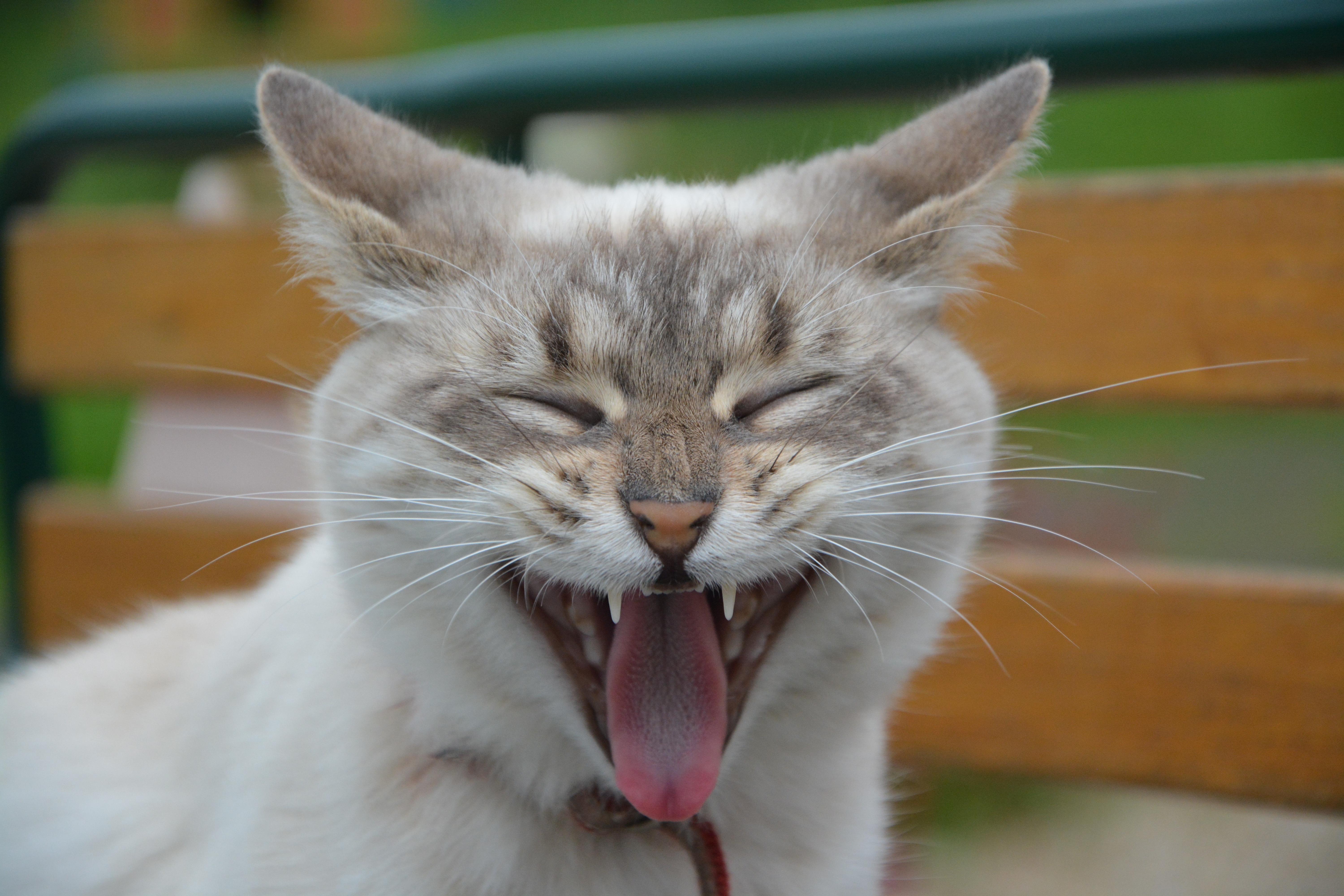 Download background cat, animals, muzzle, yawn