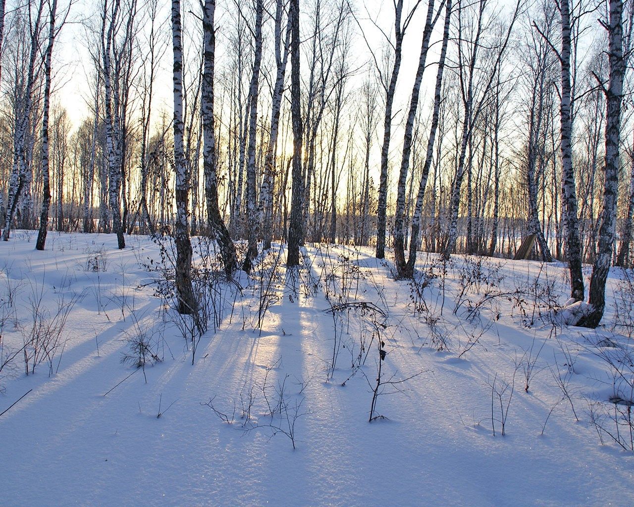 trunks, winter, nature, birches, drifts cellphone