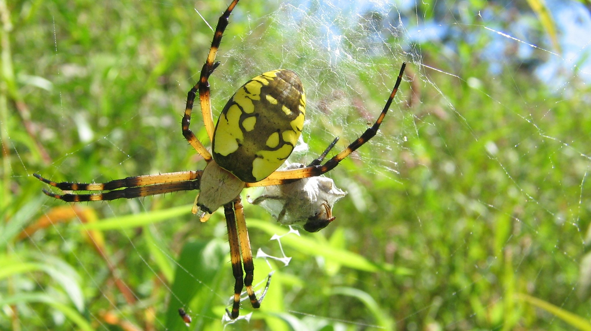 animal, spider, spiders Full HD