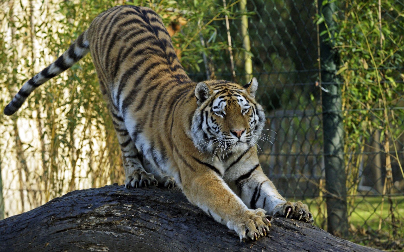 89760 Bild herunterladen tiere, raubtier, predator, große katze, big cat, tiger, amur tiger - Hintergrundbilder und Bildschirmschoner kostenlos