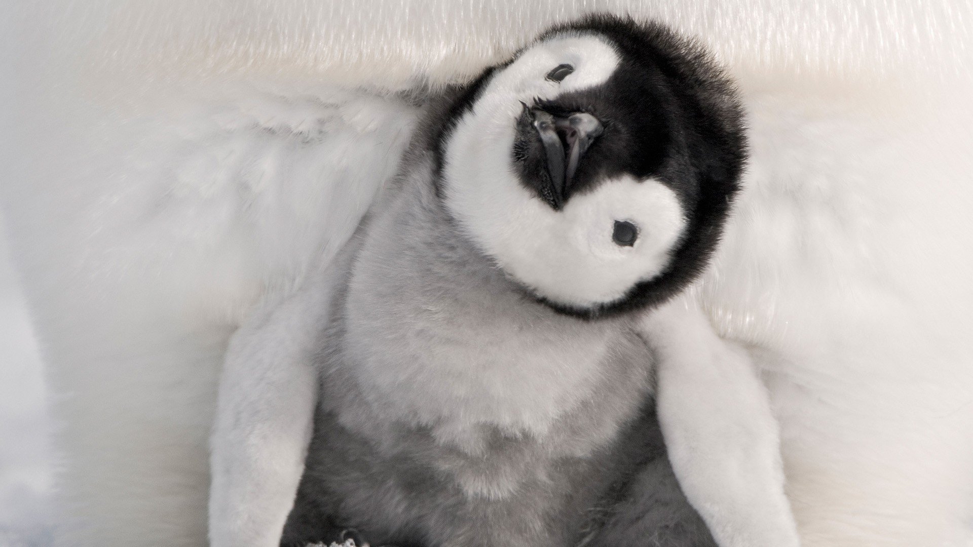 baby animal, emperor penguin, animal, chick, birds