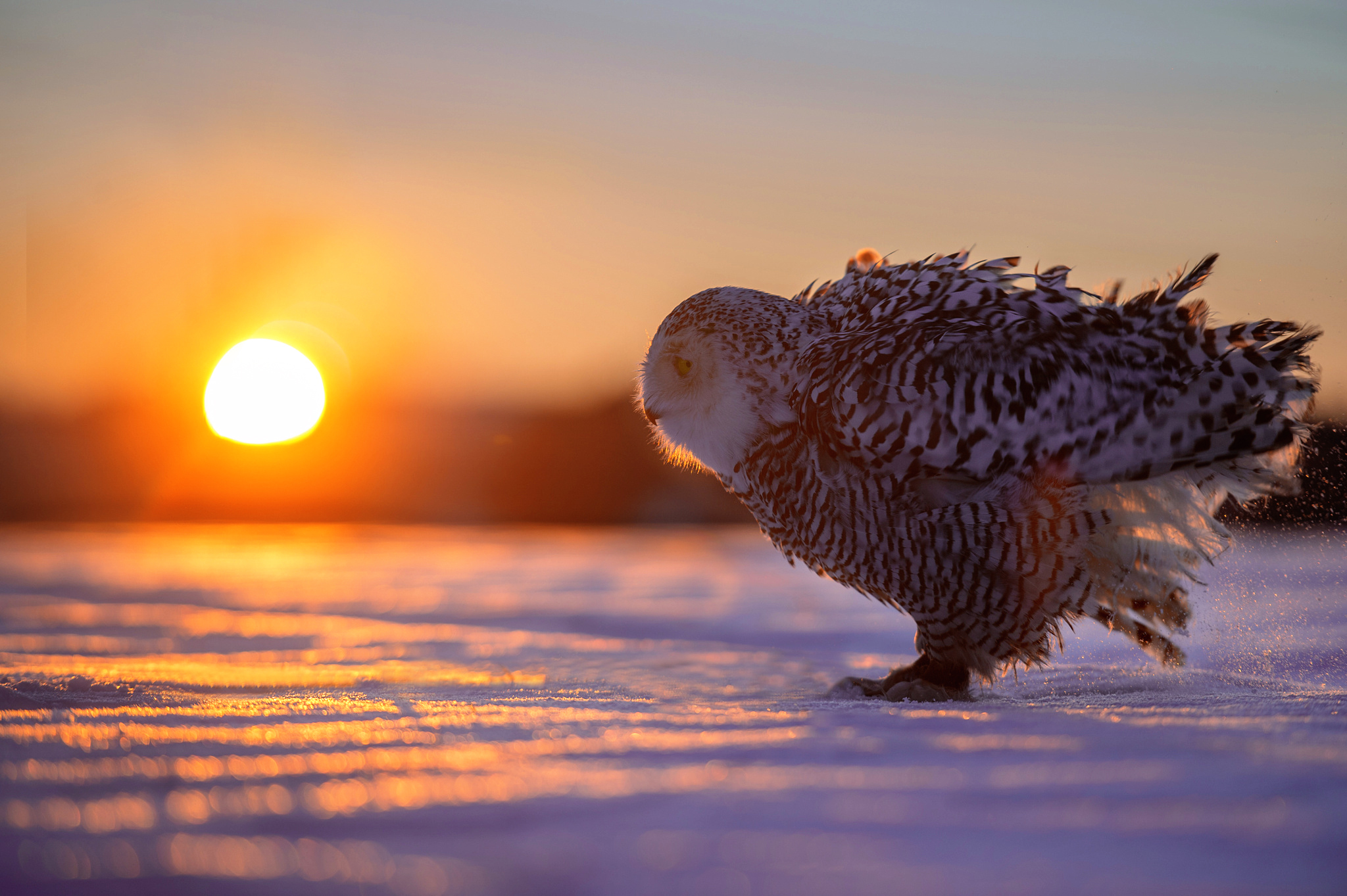 Птицы на рассвете зимой