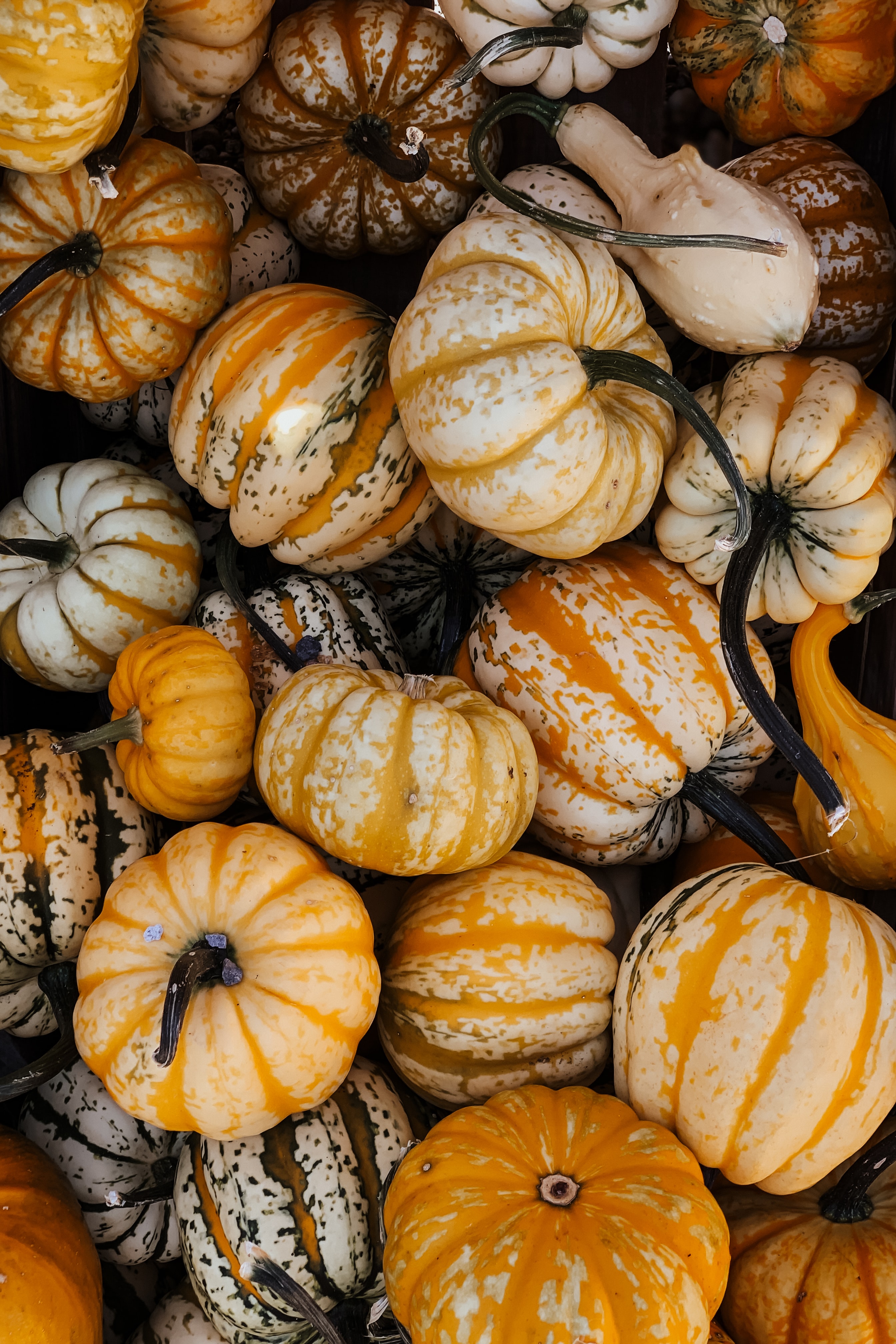 81701 завантажити картинку осінь, хеллоуїн, овоч, їжа, гарбуз, хелловін - шпалери і заставки безкоштовно