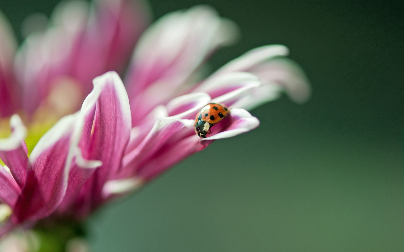 在您的 PC 桌面上免費下載 花卉, 瓢虫, 花, 宏 圖片