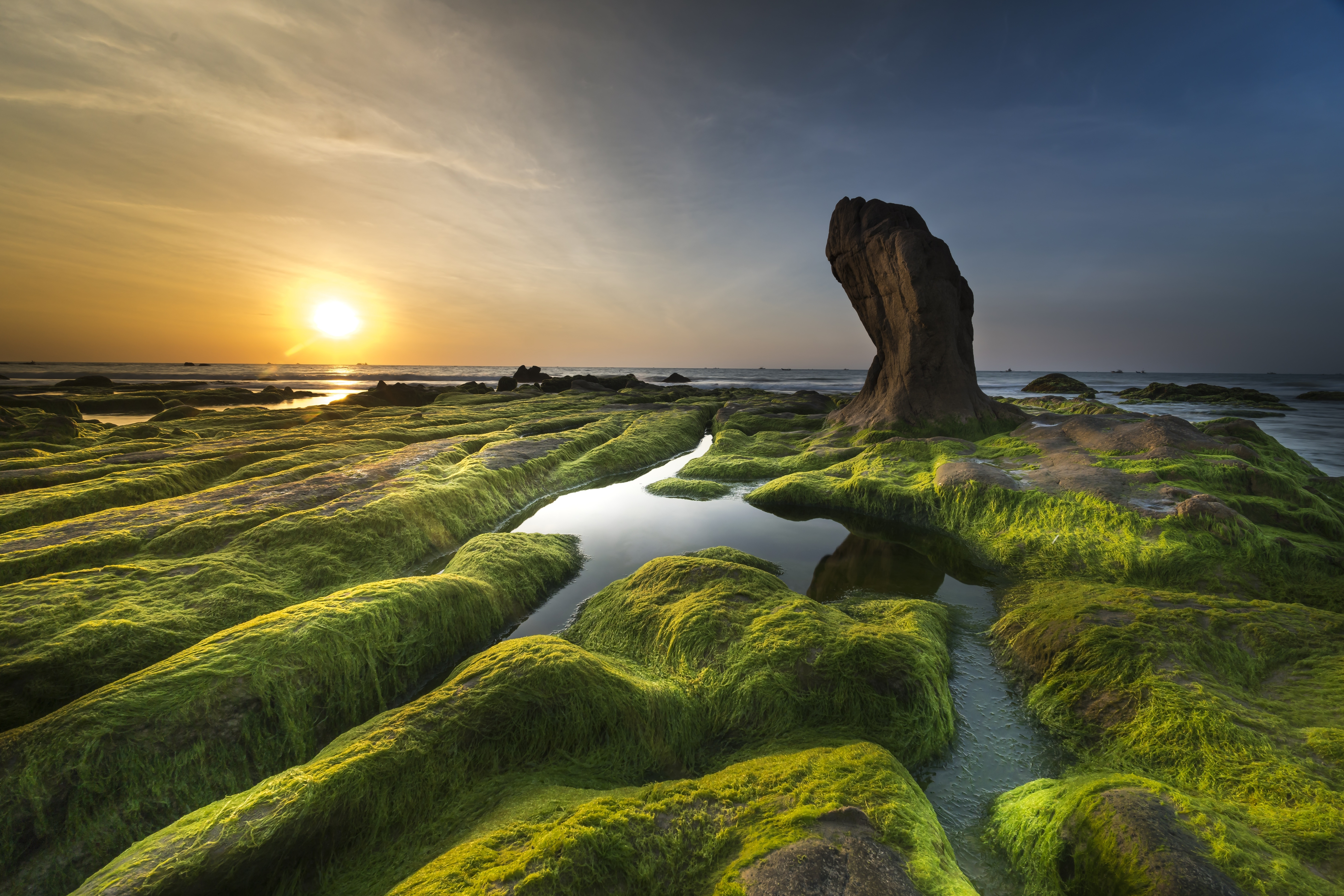 vertical wallpaper seaweed, earth, seascape, coast, horizon, sea, shore, stone, sun