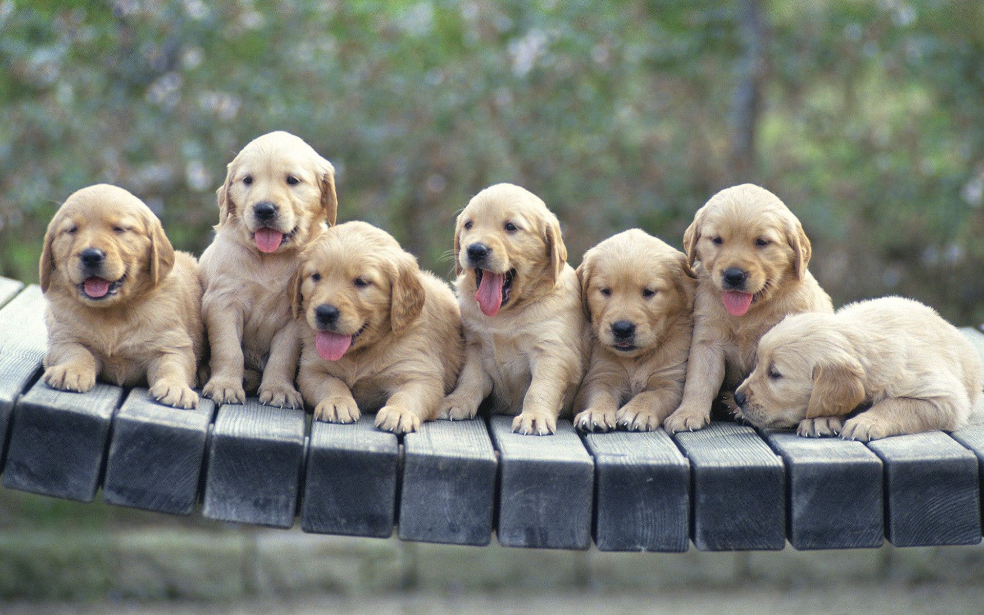 animals, multitude, puppies, dogs, lots of