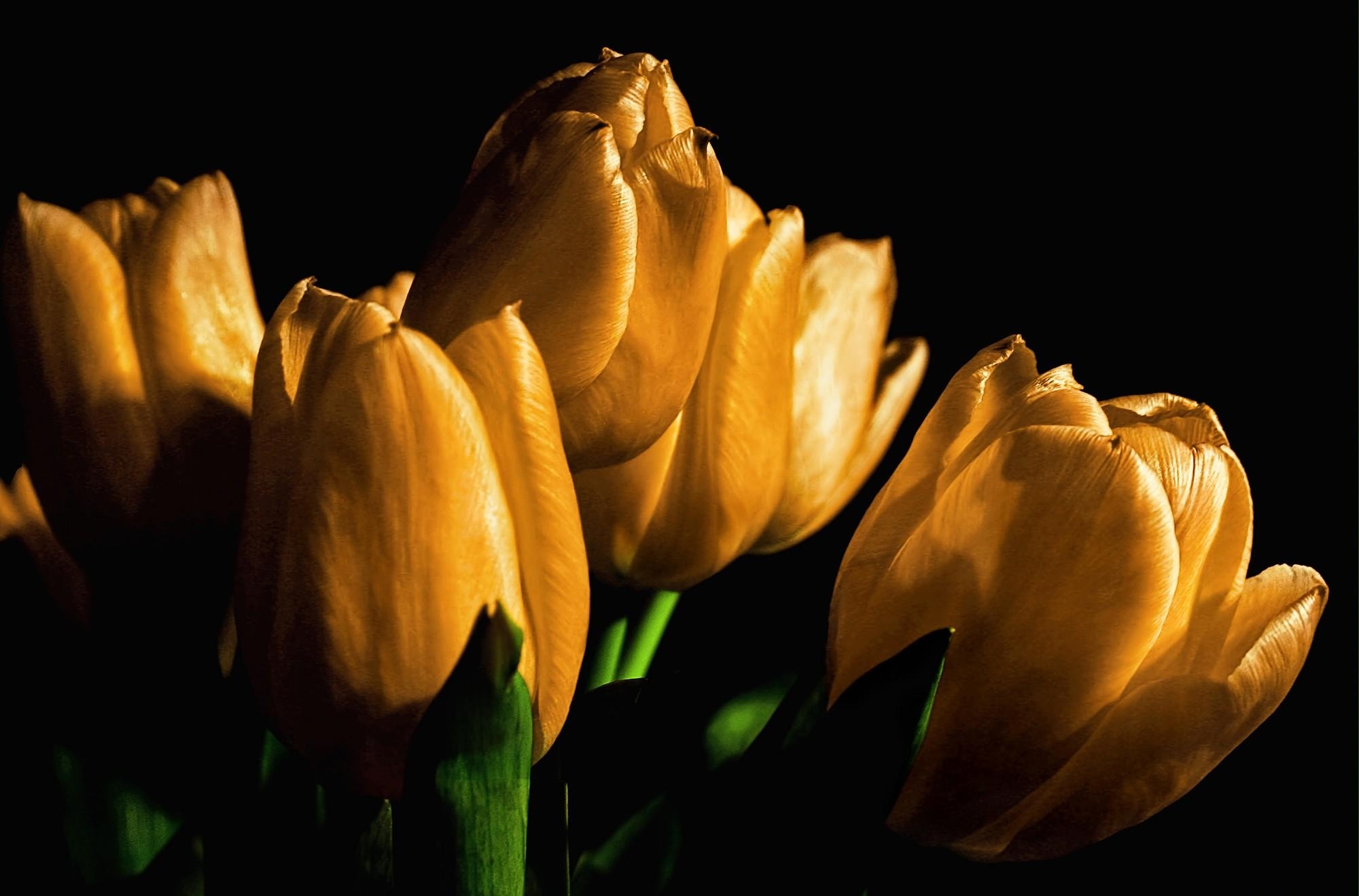 wallpapers buds, flowers, tulips, yellow, shine, light, black background