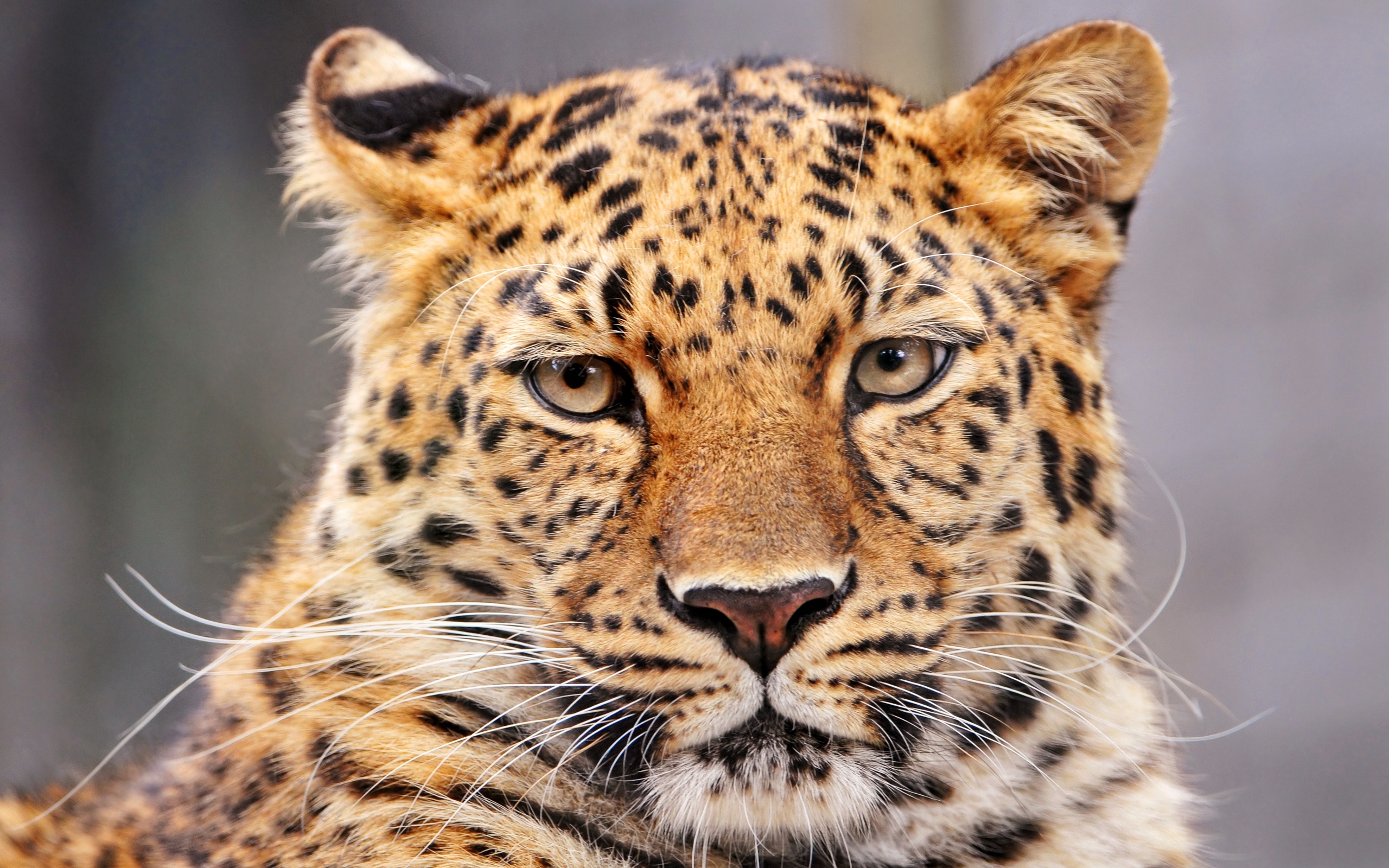 40516 Protetores de tela e papéis de parede Leopards em seu telefone. Baixe  fotos gratuitamente