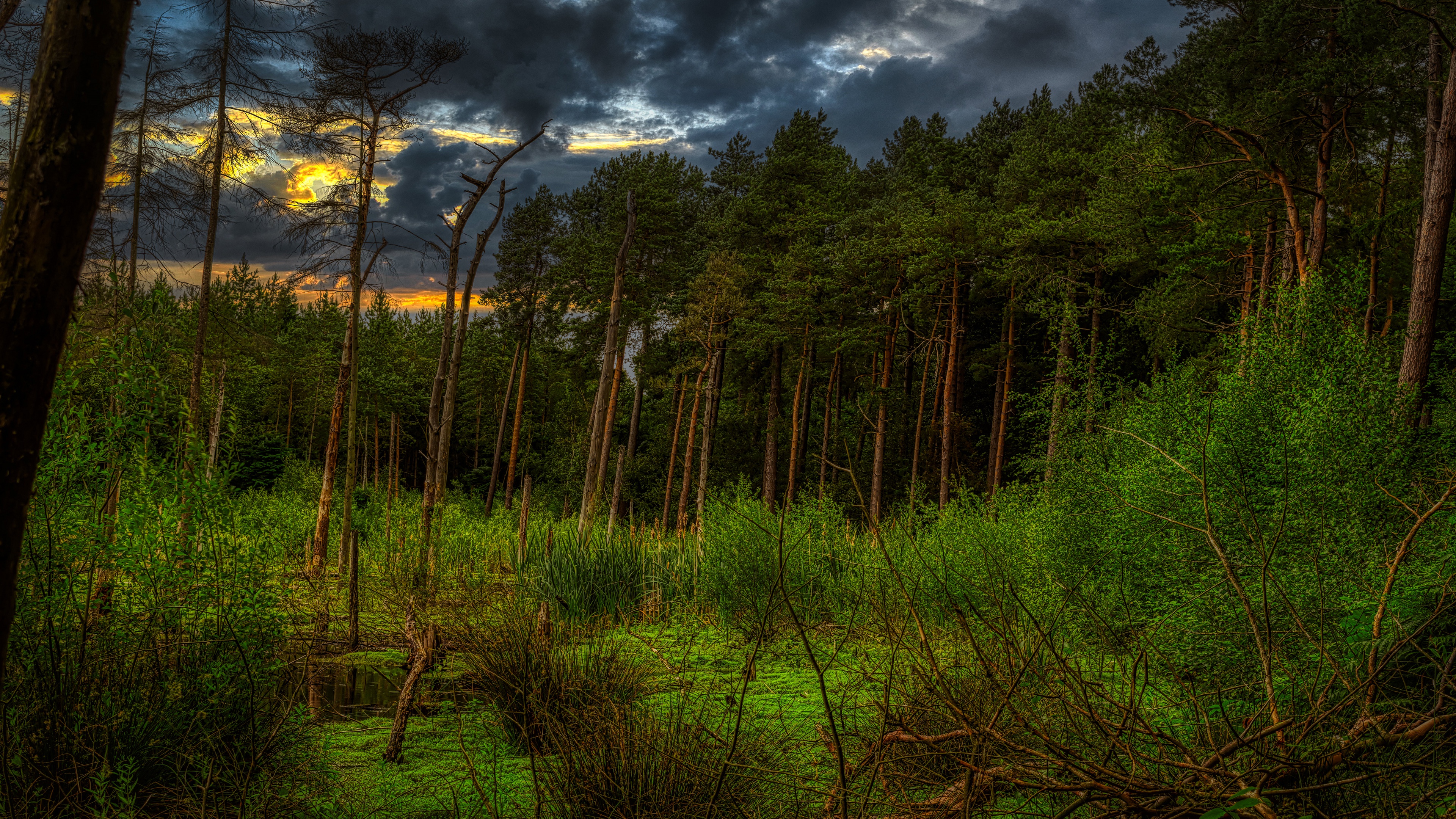 earth, swamp, bush, cloud, forest, pine, sunset, thicket Full HD
