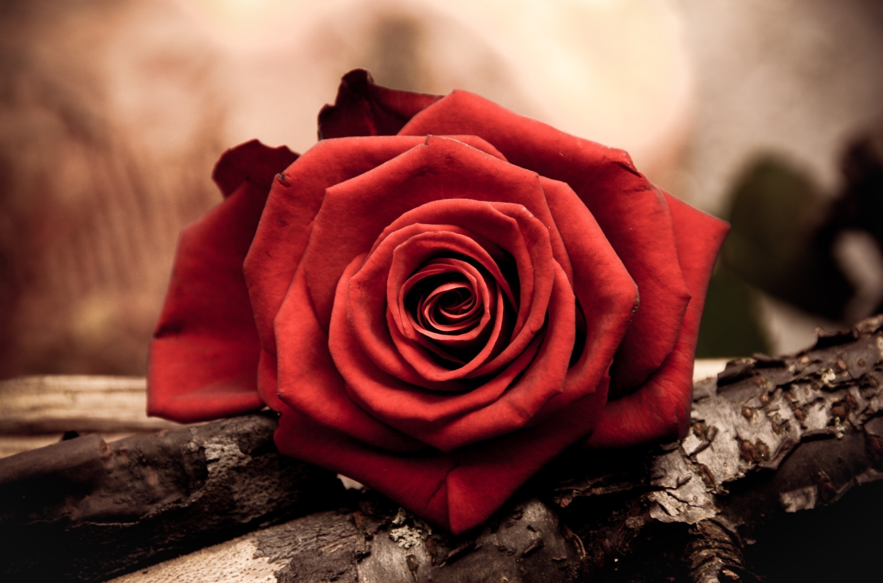 144041 завантажити шпалери троянда, роза, червоний, макро, макрос, пелюстки, бутон, брунька - заставки і картинки безкоштовно