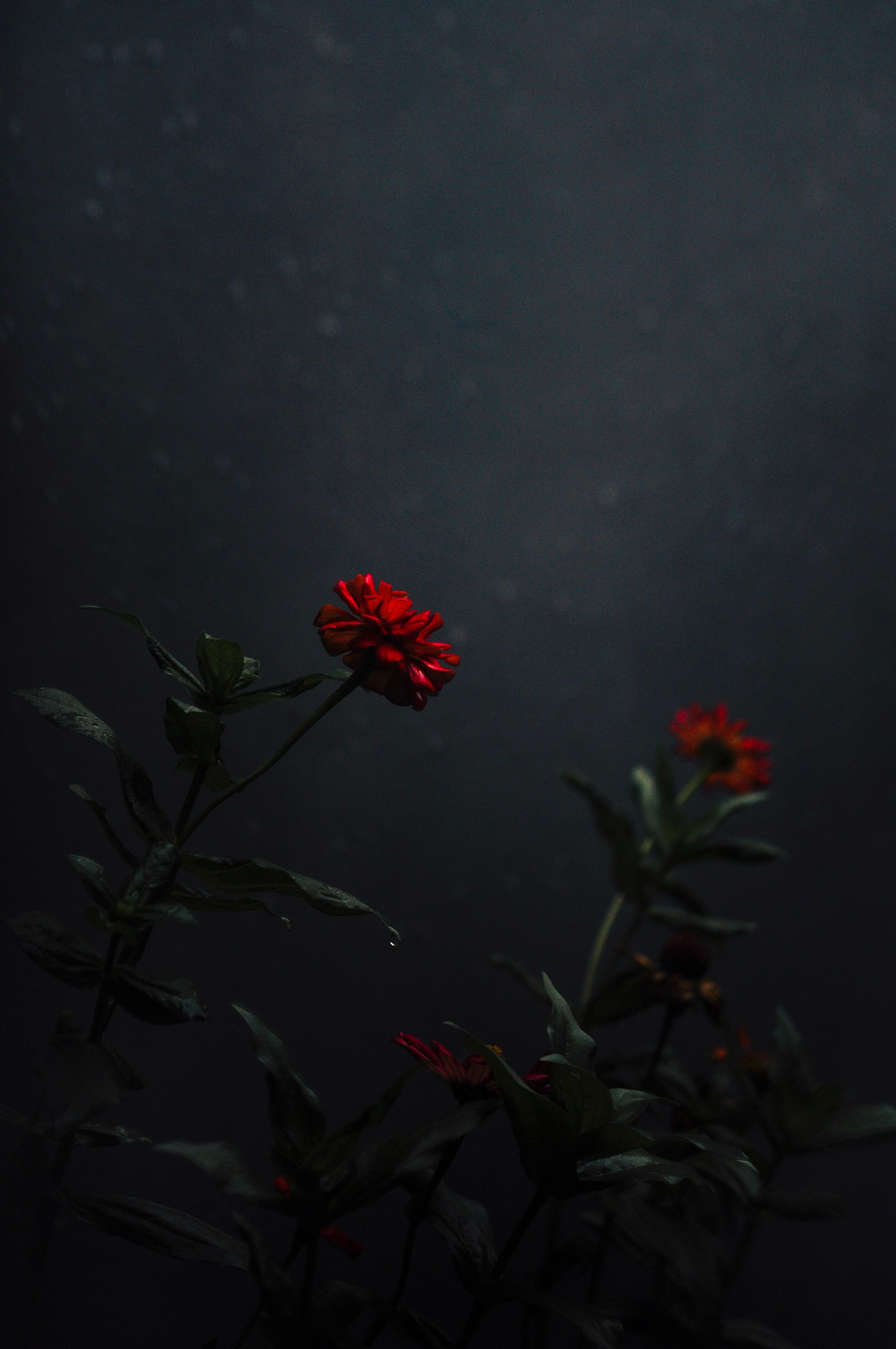 stalk, dark, flower, flowers, red, bud, stem mobile wallpaper