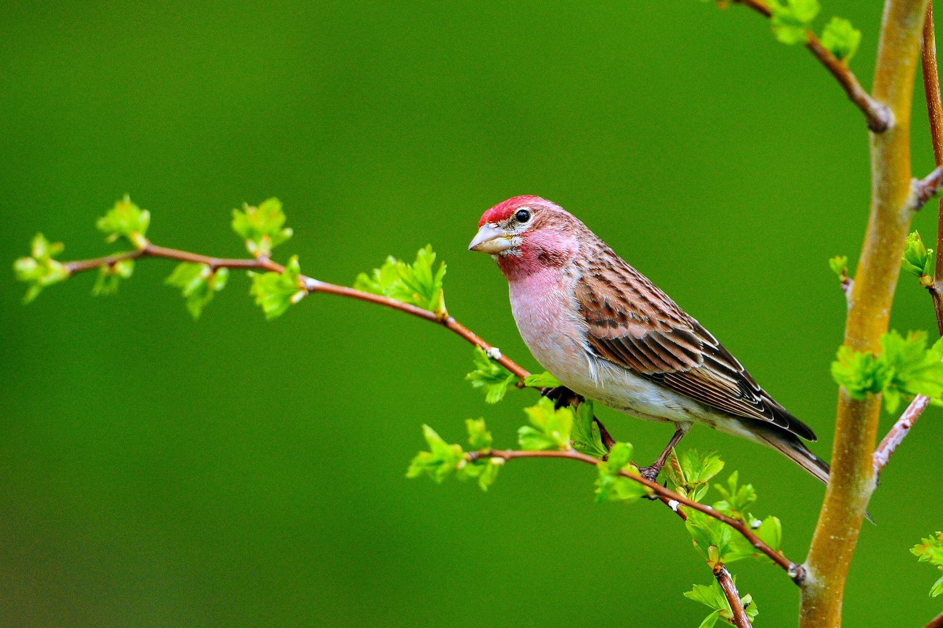 animals, branch, sit, leaves, bird wallpapers for tablet