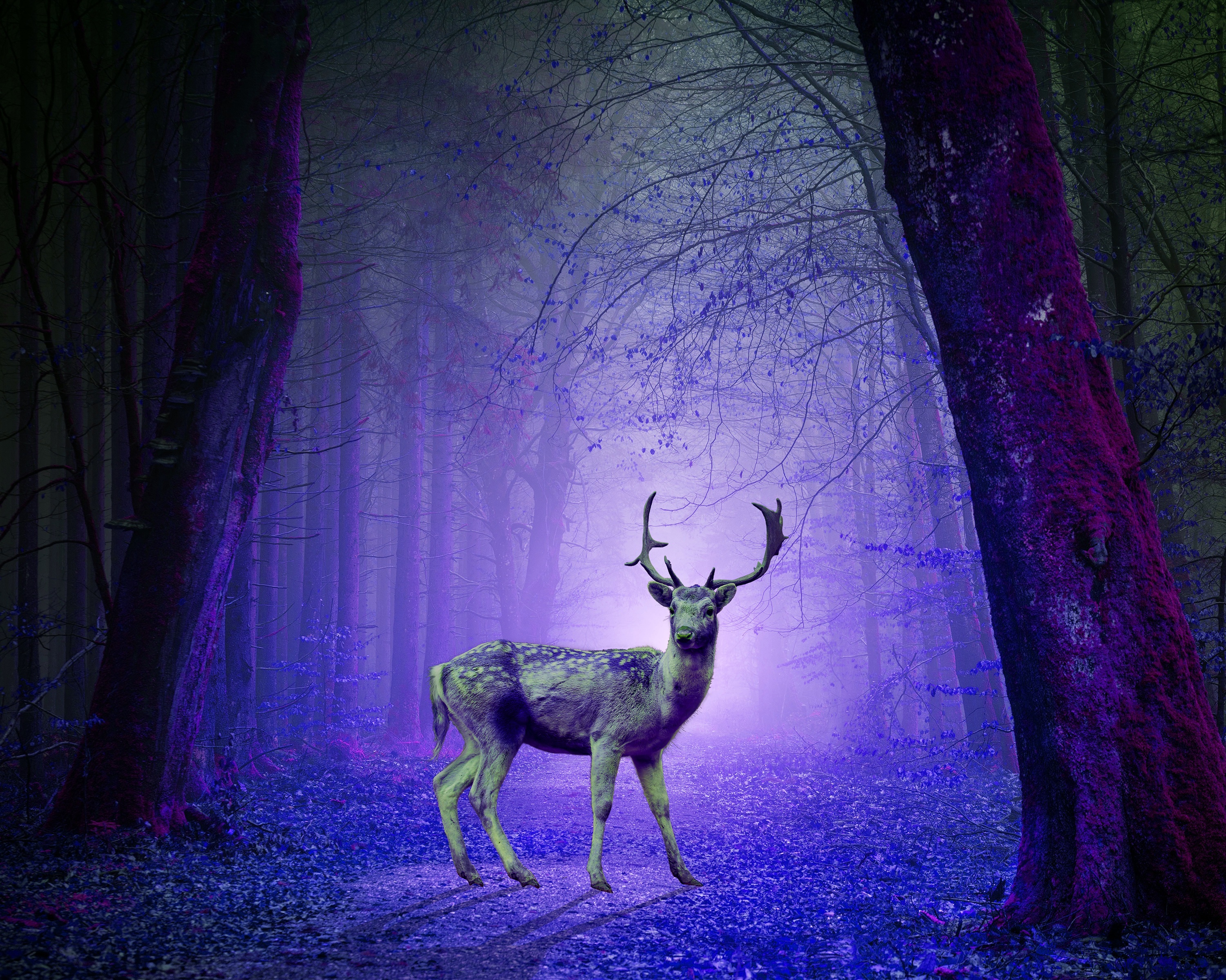 purple, photoshop, deer, forest, mystical, violet, animals, mystic