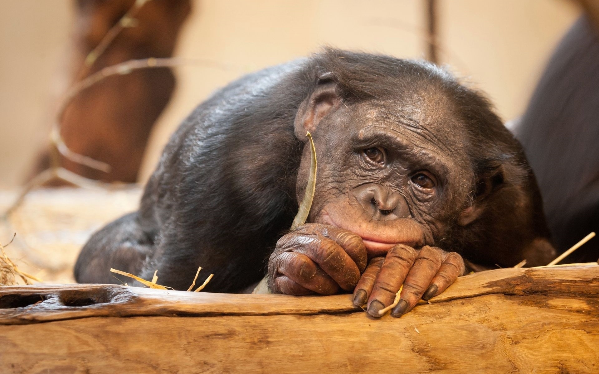 1465989 скачать картинку обезьяна, животные, шимпанзе - обои и заставки бесплатно