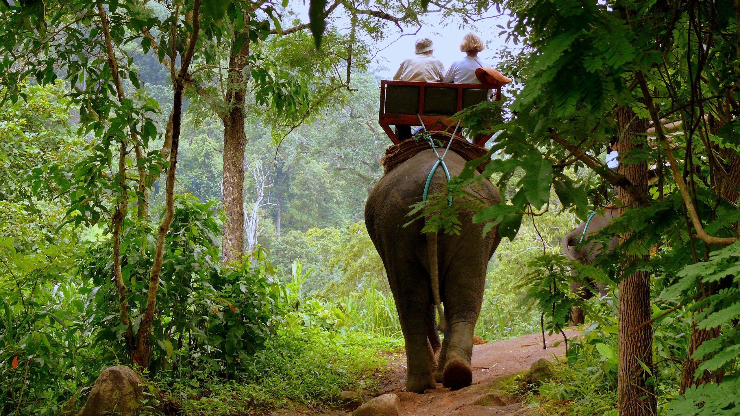 Handy-Wallpaper Tiere, Bäume, Cabman, Taxi, Dschungel, Elefanten, Elefant kostenlos herunterladen.