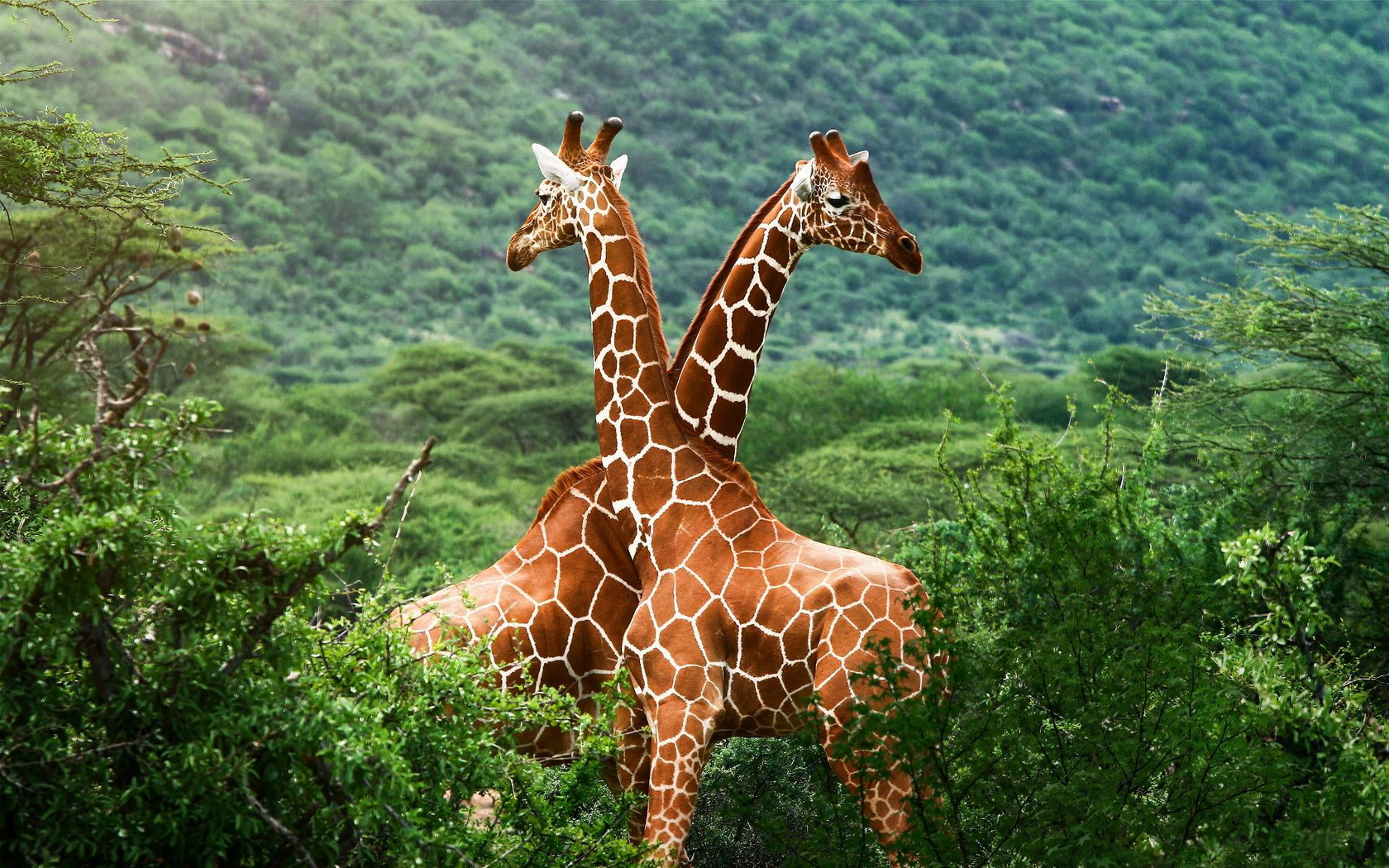1476513 Bildschirmschoner und Hintergrundbilder Giraffe auf Ihrem Telefon. Laden Sie  Bilder kostenlos herunter