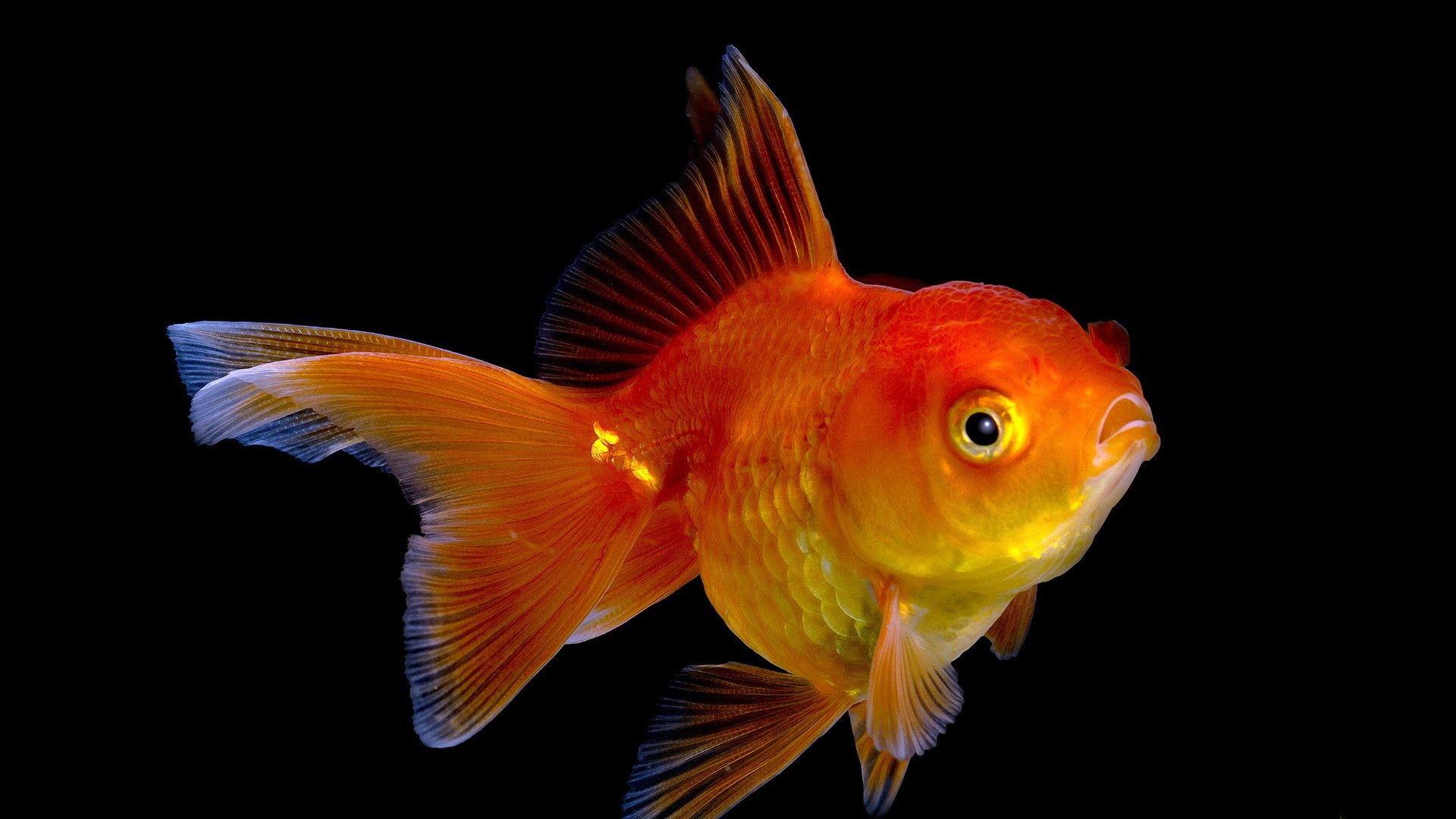 goldfish, animal cellphone