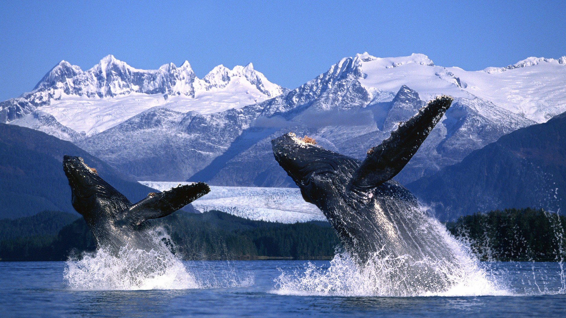 alaska, animal, whale, breaching, mountain, snow