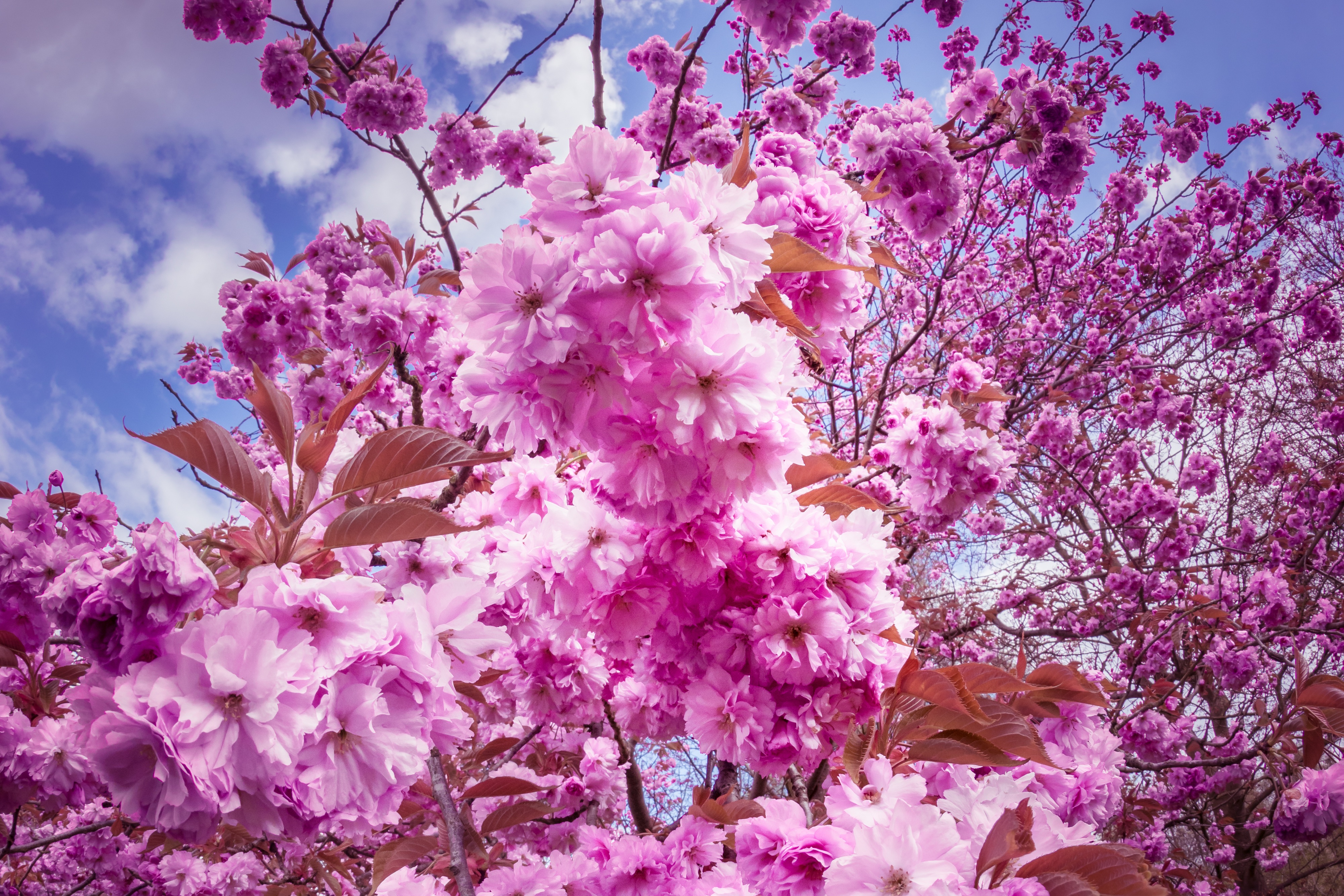 Download mobile wallpaper Flowers, Cherry, Sakura for free.