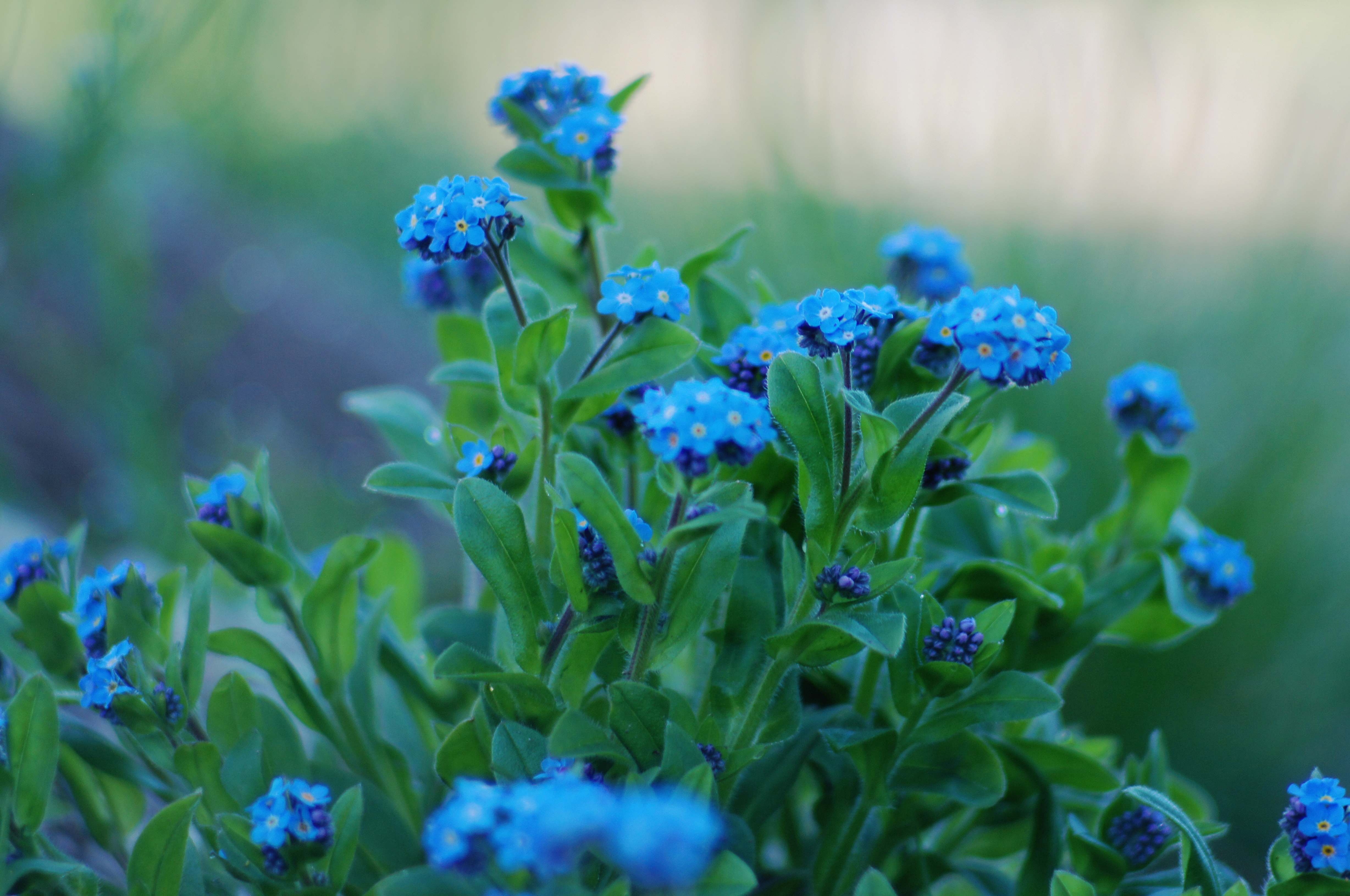 Маленькие синенькие цветочки название с фото