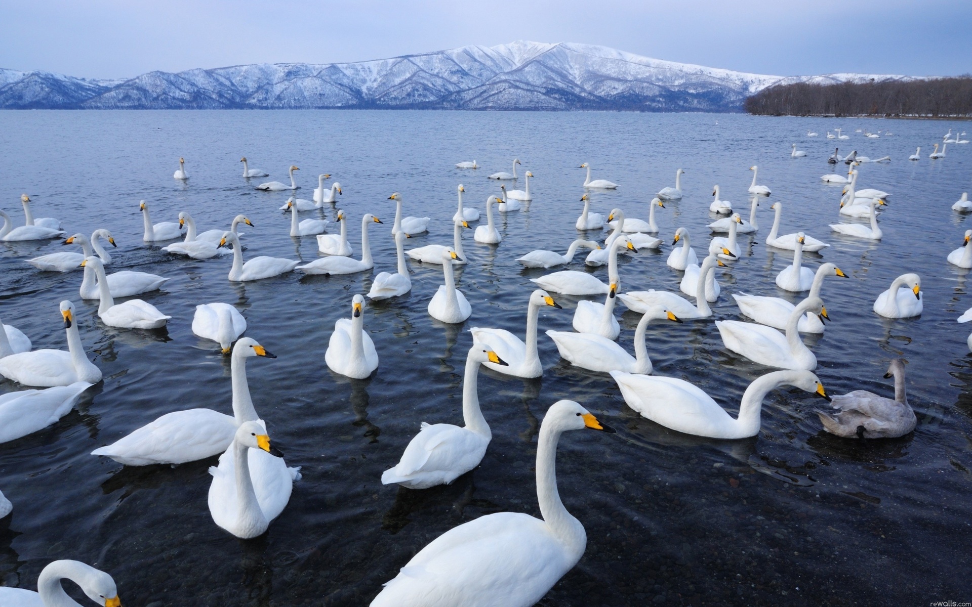 whooper swan, animal, flock of birds, goose, water, birds 32K
