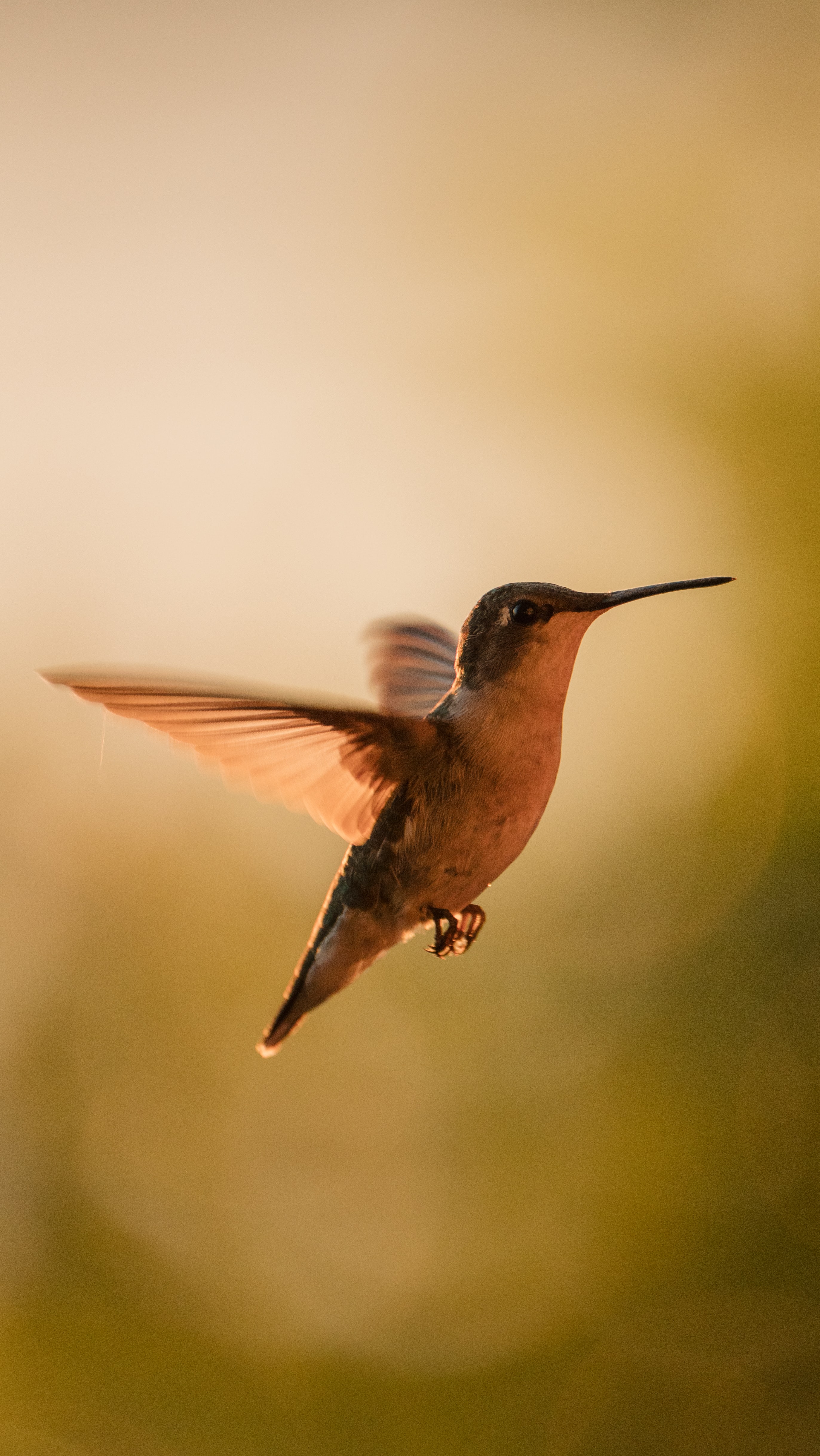 Download PC Wallpaper bird, humming birds, animals, beak, traffic, movement, wings