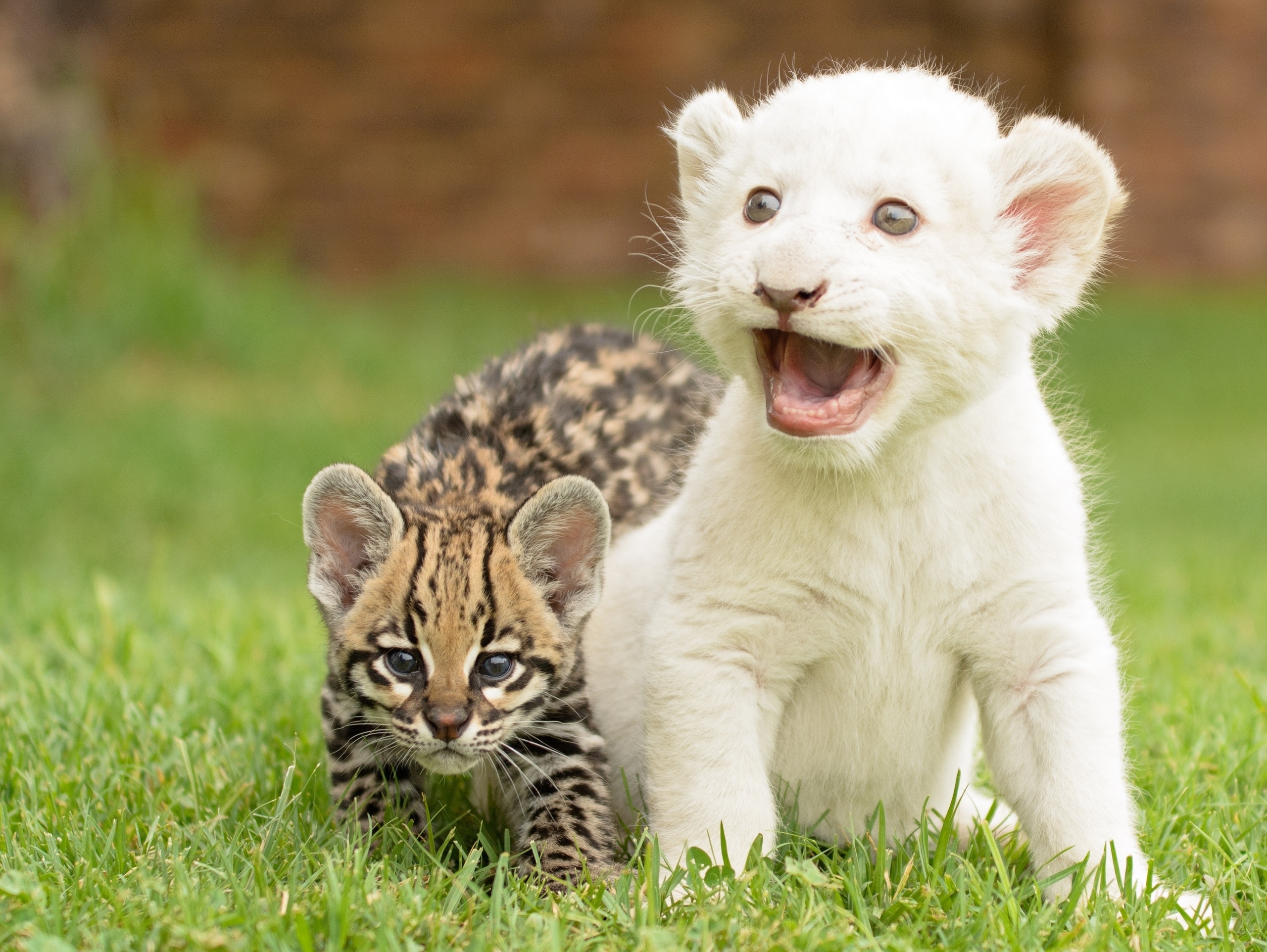 143118 скачать обои дикая кошка, котята, львёнок, животные, детёныши - заставки и картинки бесплатно