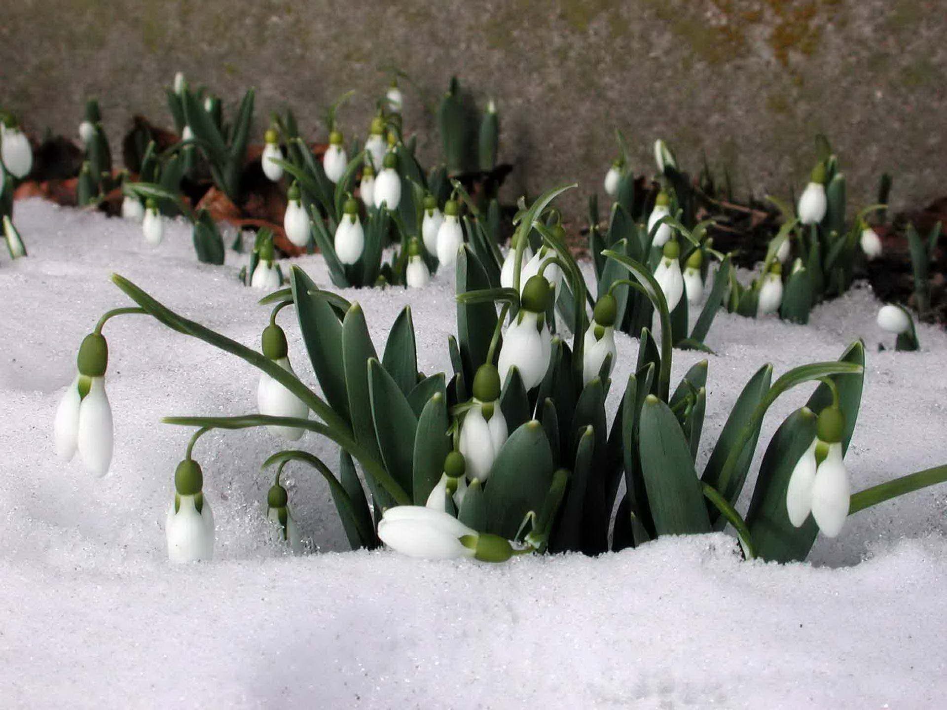 Handy-Wallpaper Schnee, Blumen, Schneeglöckchen, Frühling, Pflanzen kostenlos herunterladen.