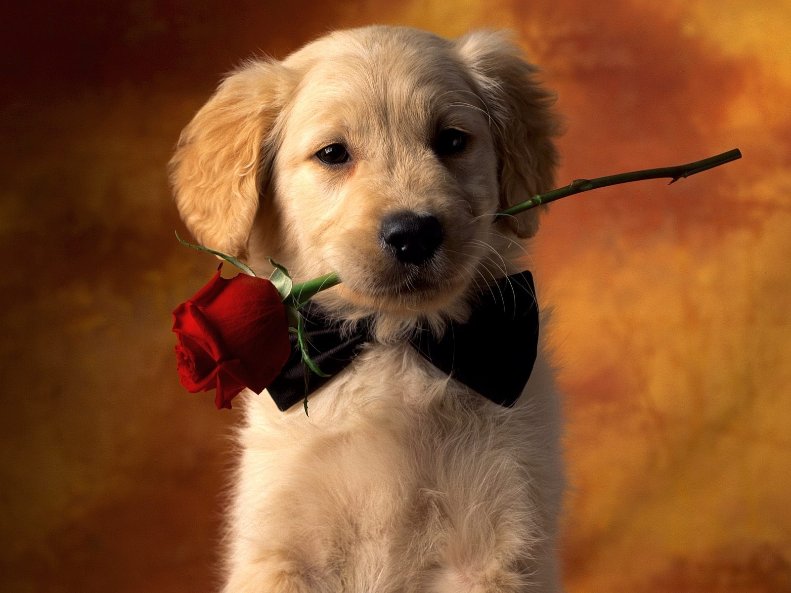 dogs, animals, roses, postcards, orange HD wallpaper