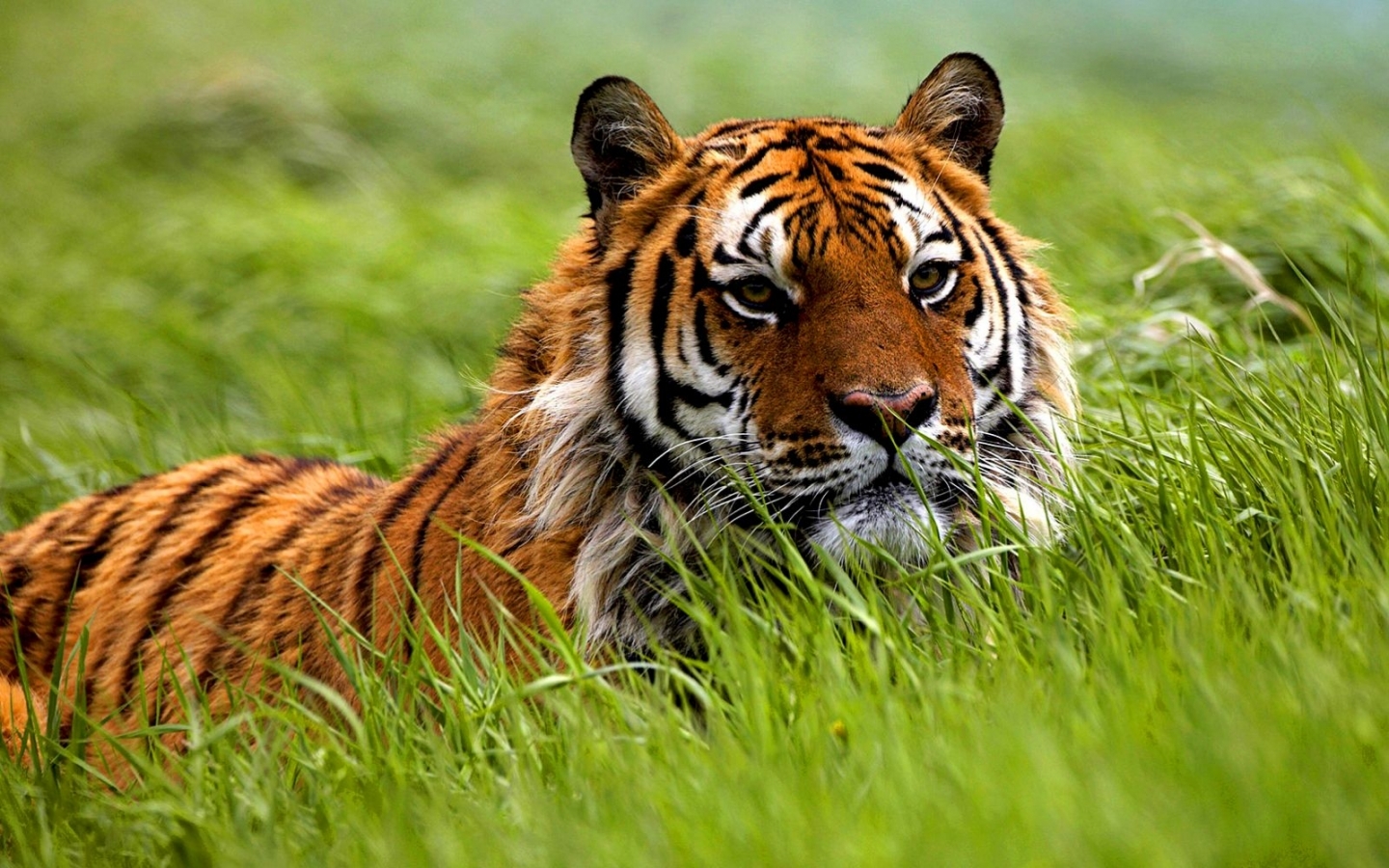 45360 baixar papel de parede tigres, animais - protetores de tela e imagens gratuitamente