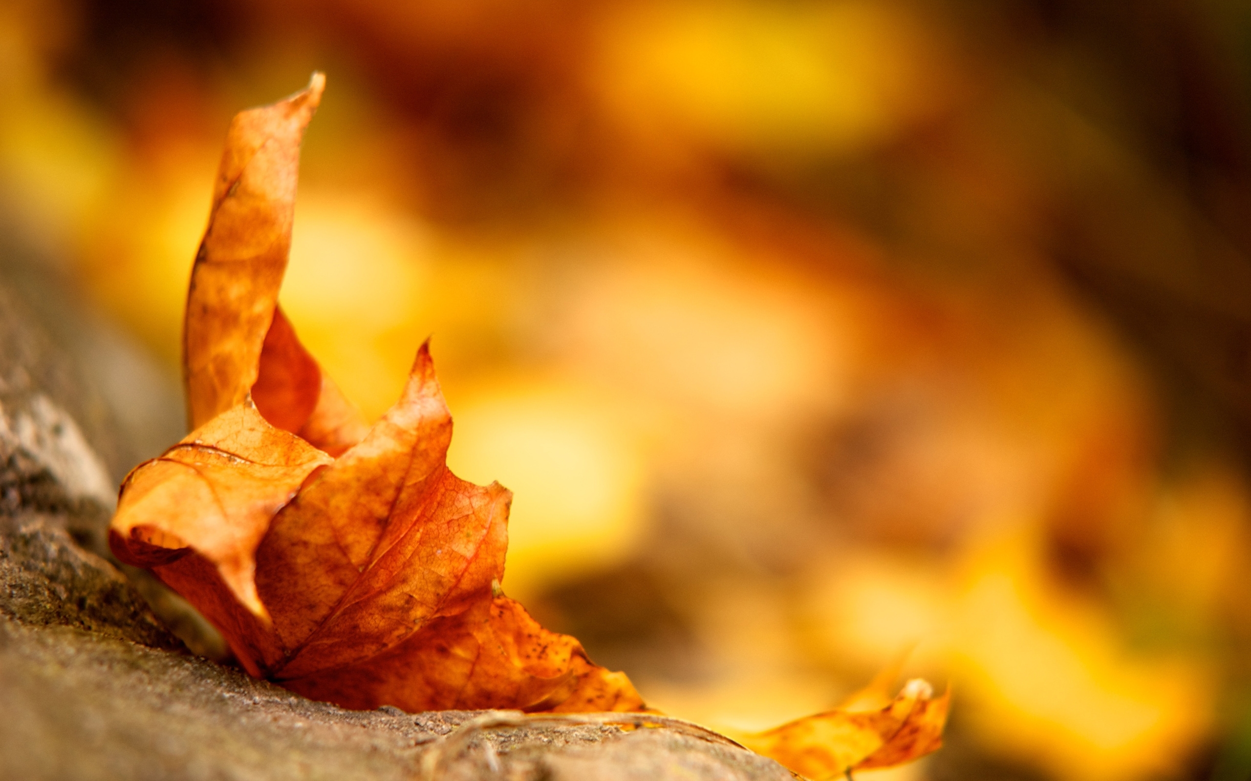Download mobile wallpaper Leaves, Background, Autumn for free.