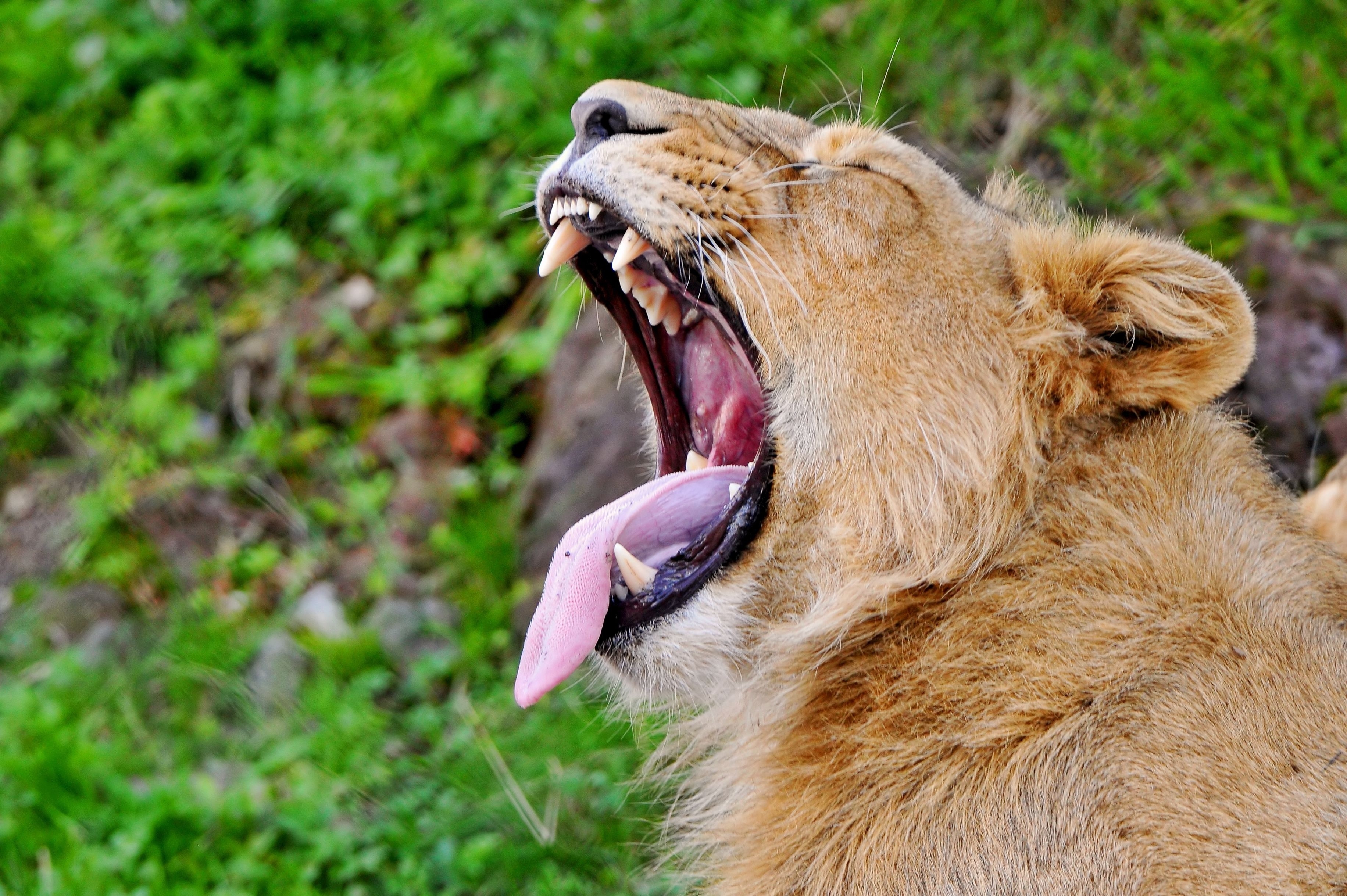 muzzle, animals, aggression, grin, lion, predator, protruding tongue, tongue stuck out, profile, scream, cry Full HD